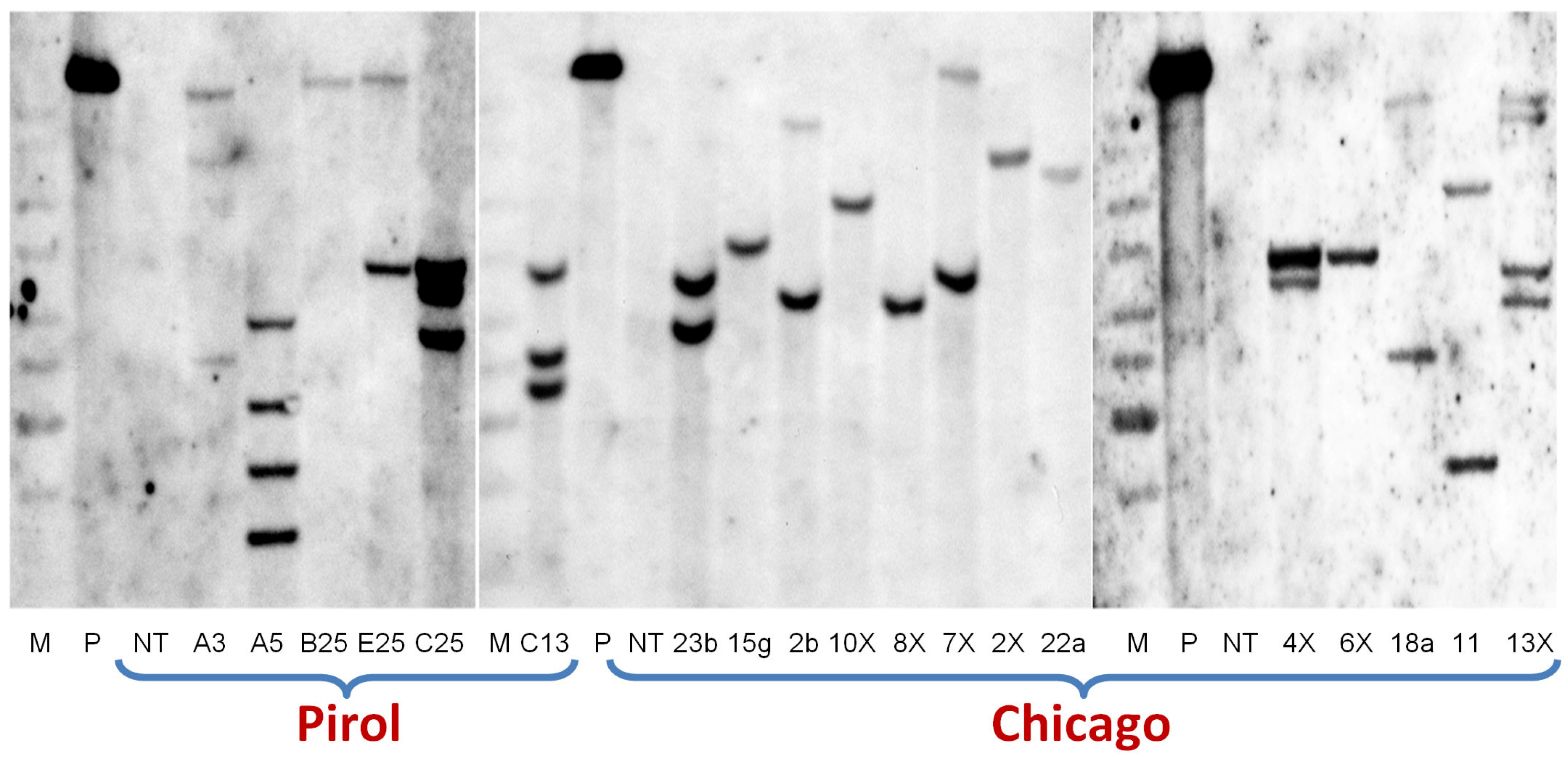 Horticulturae 10 00222 g005