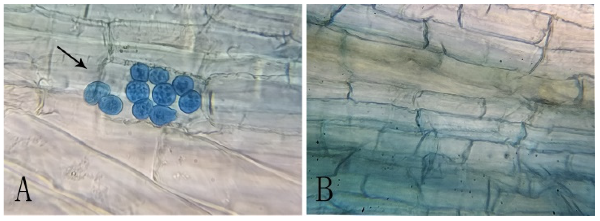Horticulturae 10 00240 g002 Horticulturae 10 00240 g002