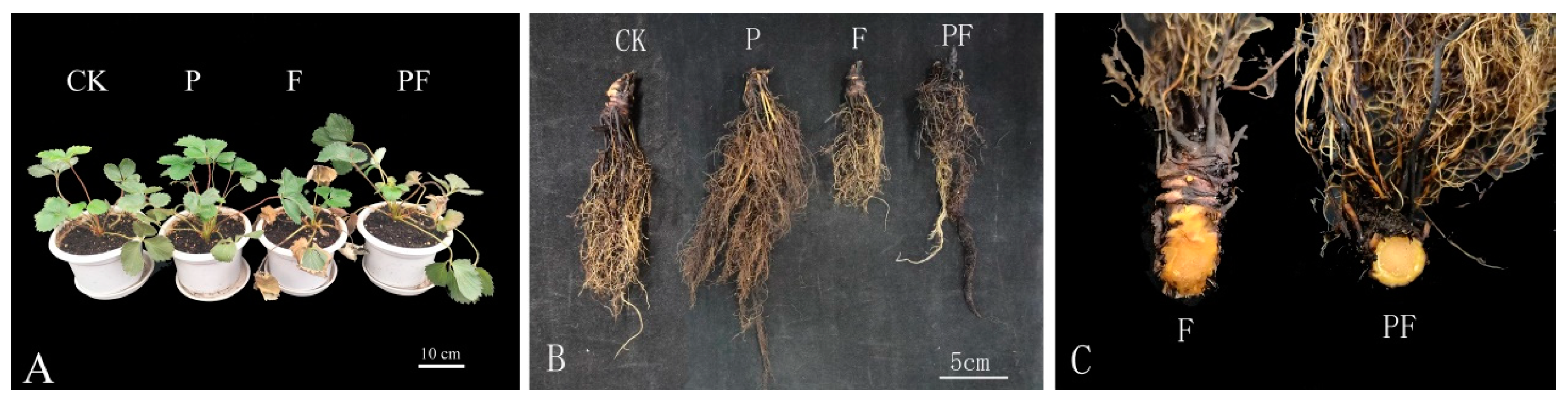 Horticulturae 10 00240 g003 Horticulturae 10 00240 g003