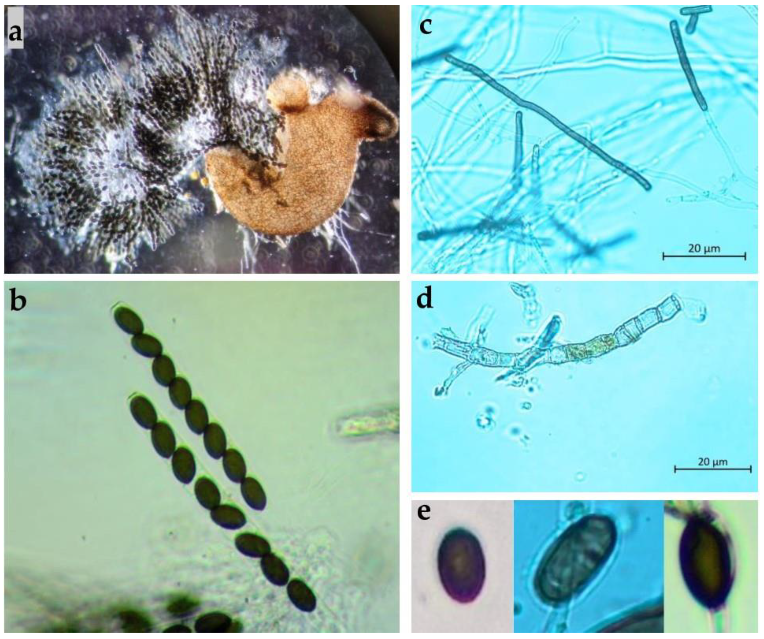 Horticulturae 10 00243 g003