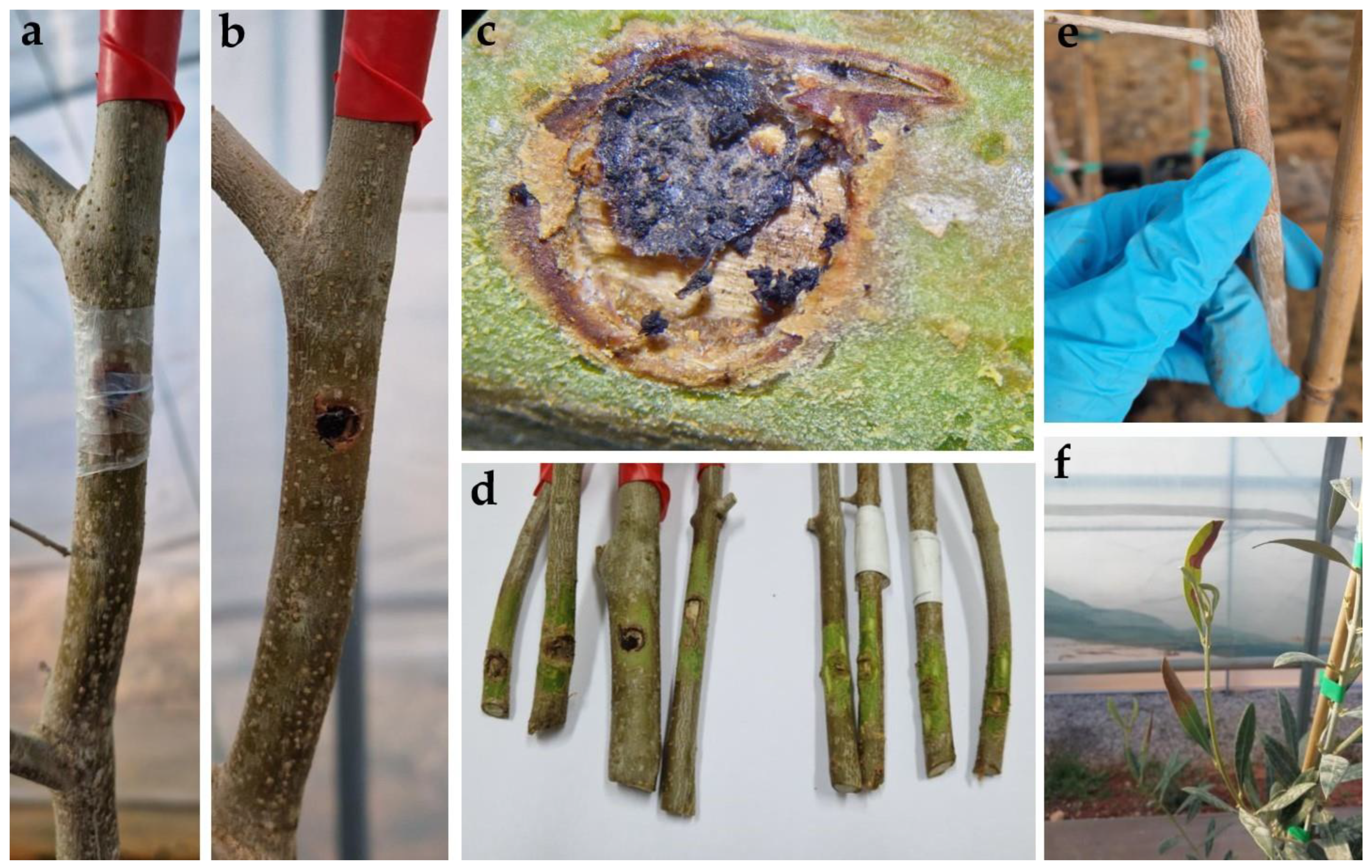 Horticulturae 10 00243 g009