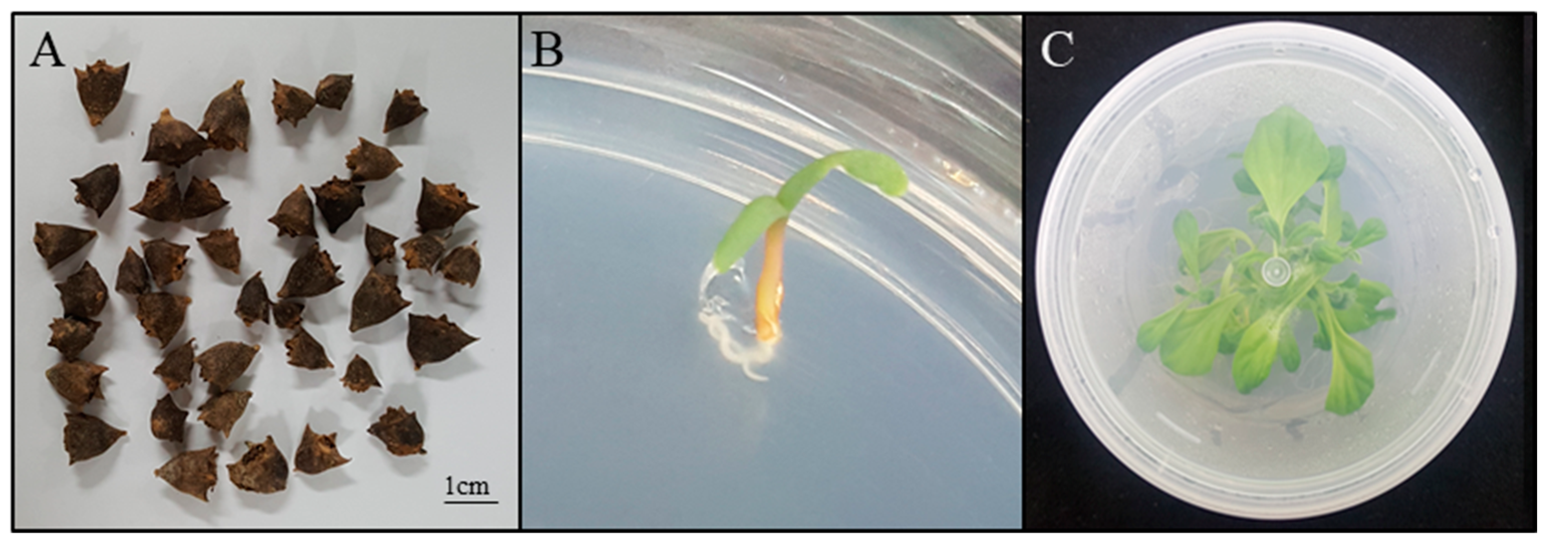 Horticulturae 10 00244 g001 Horticulturae 10 00244 g001