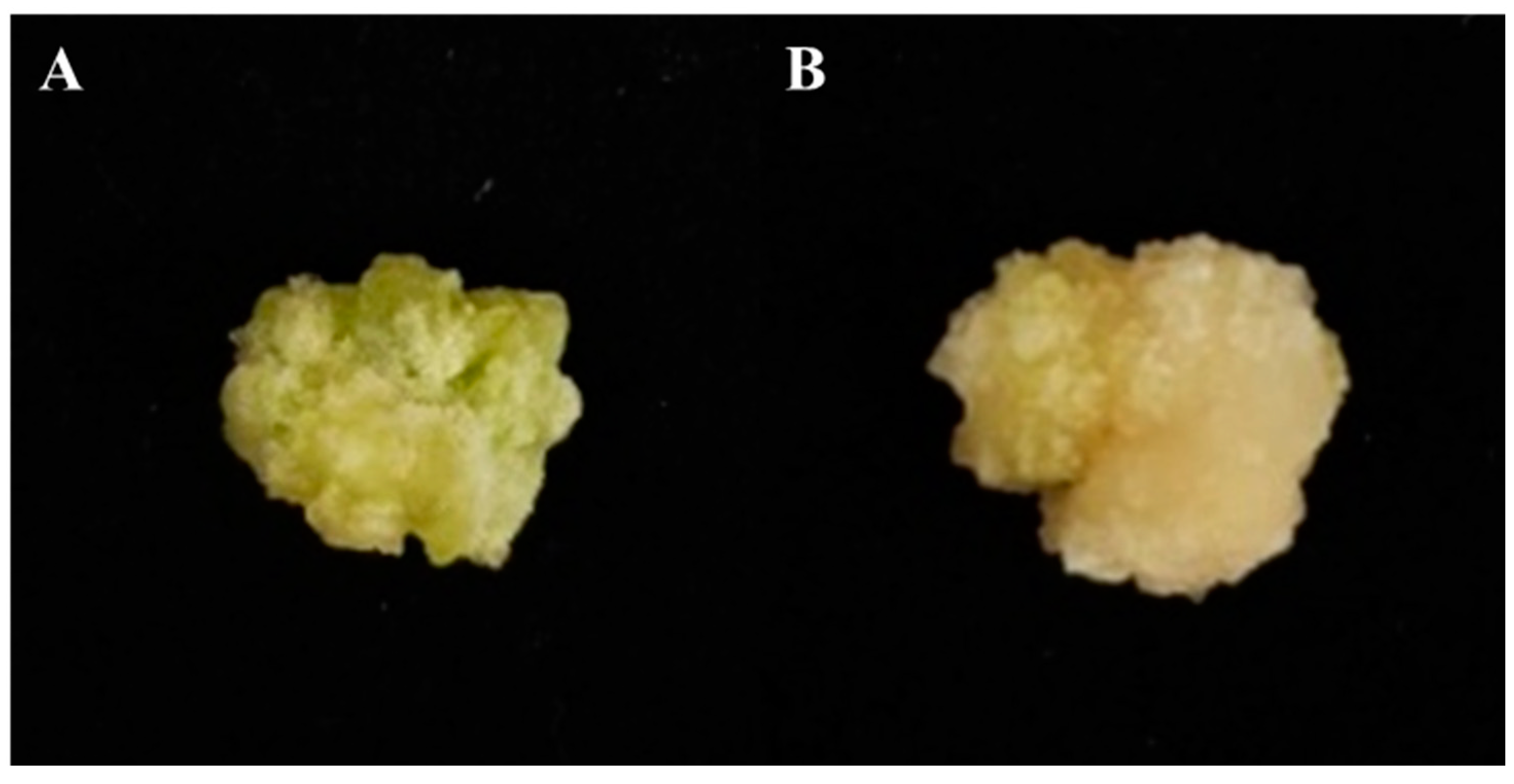 Horticulturae 10 00244 g002 Horticulturae 10 00244 g002