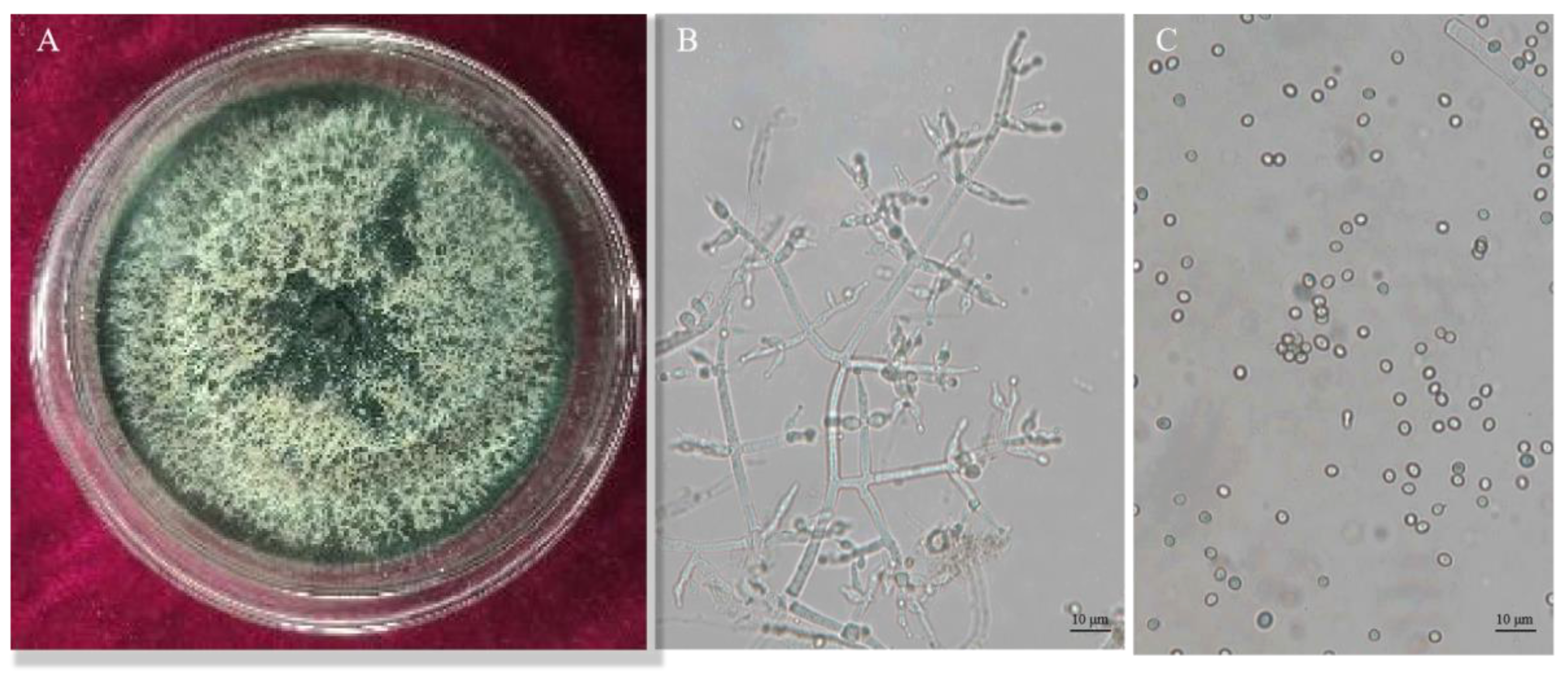 Horticulturae 10 00246 g002