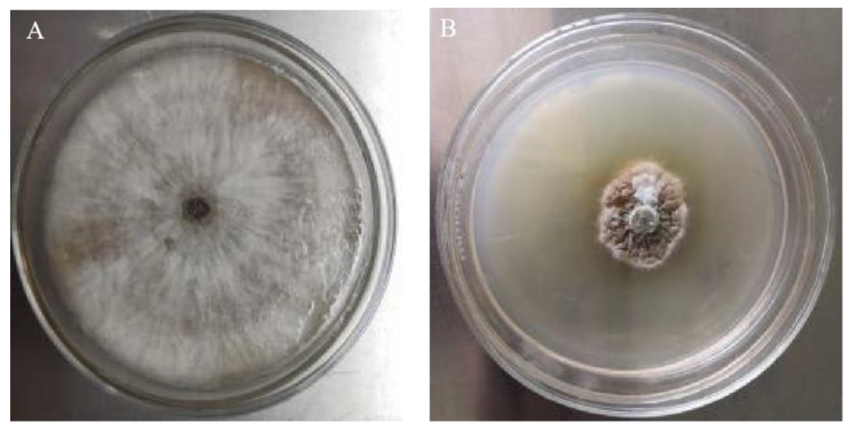 Horticulturae 10 00246 g005