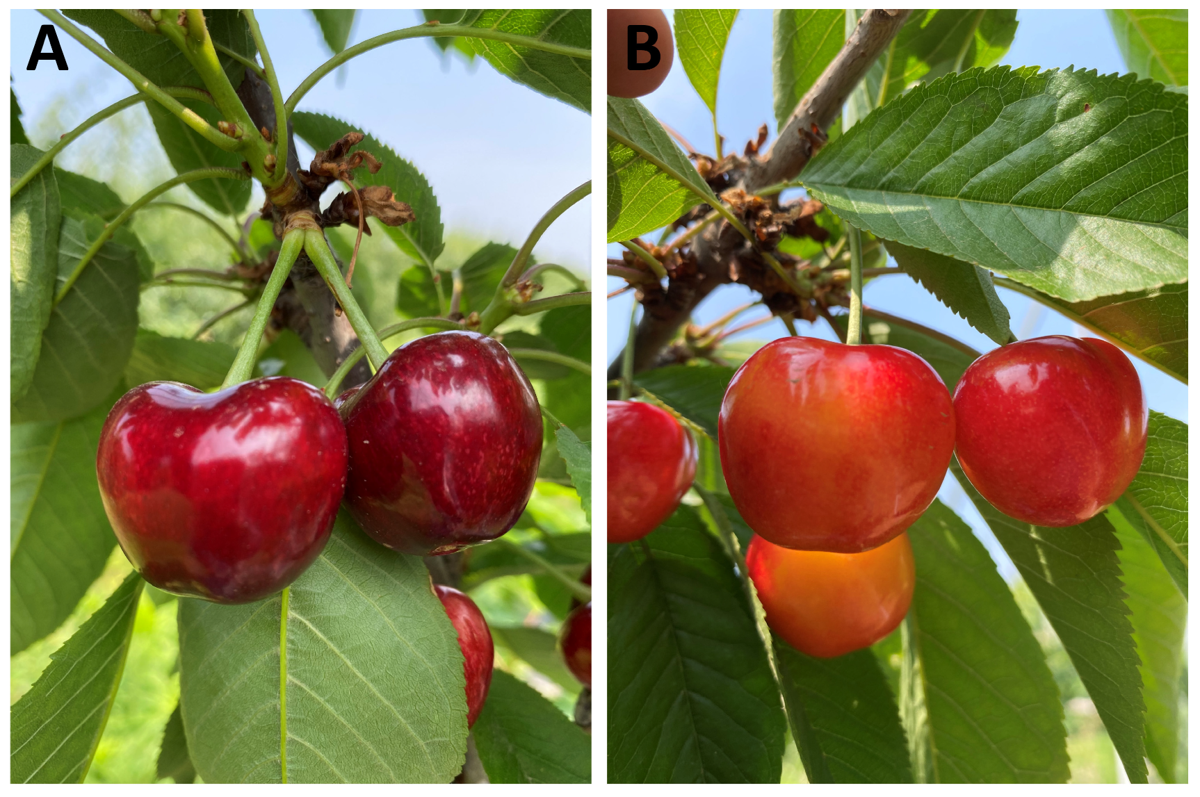 Horticulturae 10 00247 g001