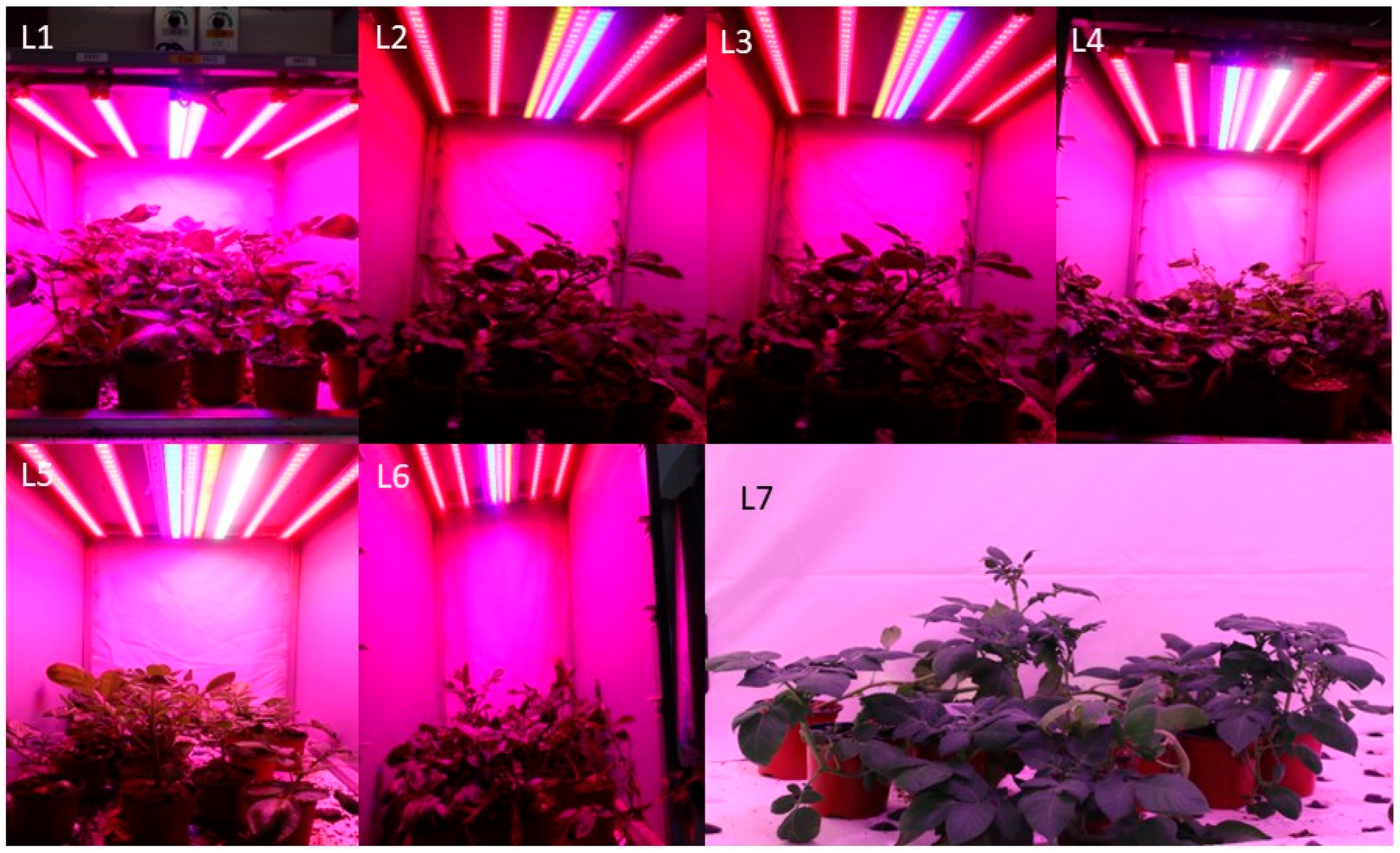 Horticulturae 10 00254 g001