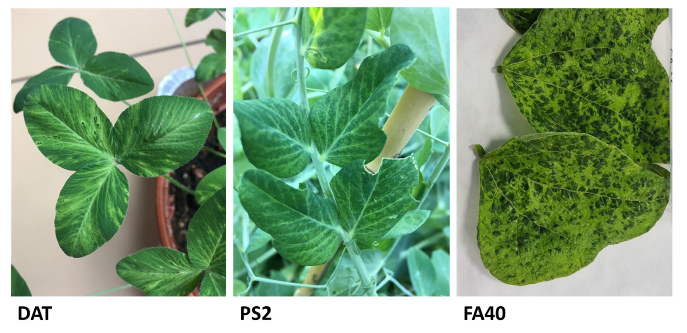 Horticulturae 10 00262 g001