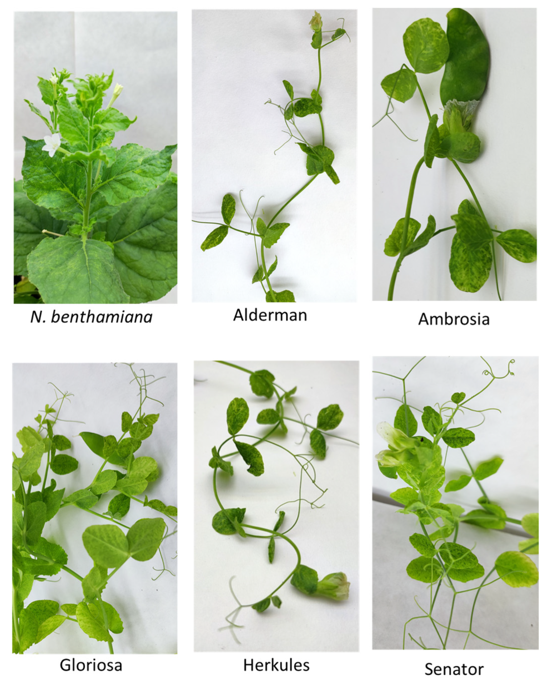 Horticulturae 10 00262 g003