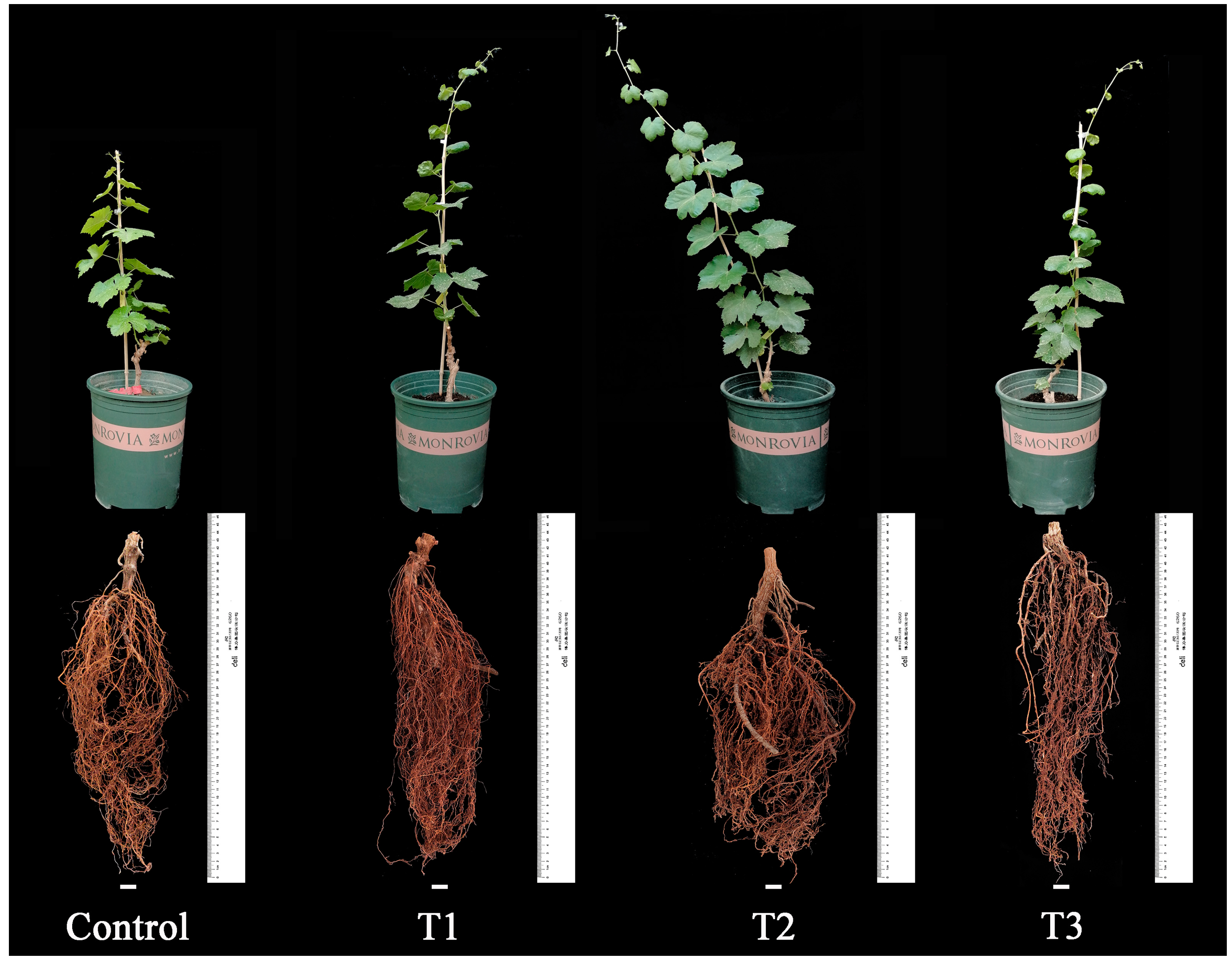 Horticulturae 10 00269 g002
