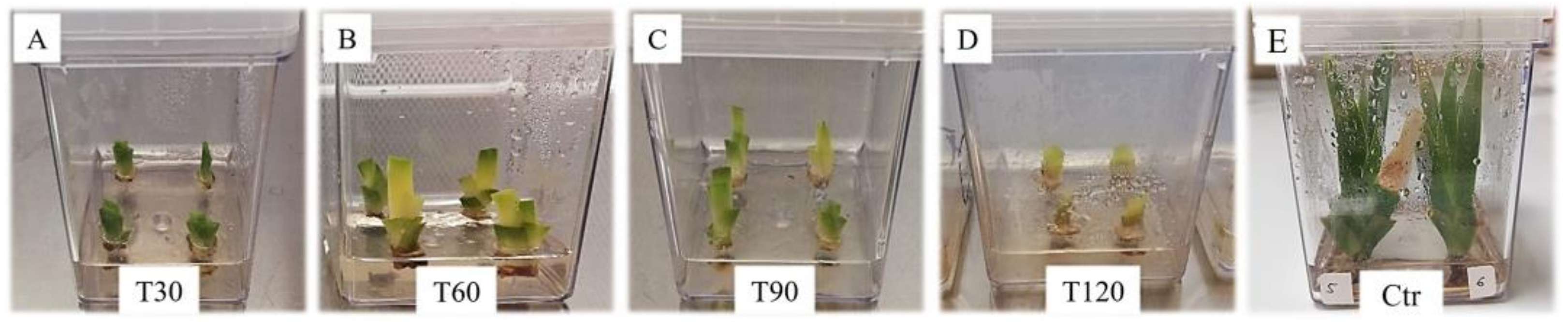 Horticulturae 10 00272 g001