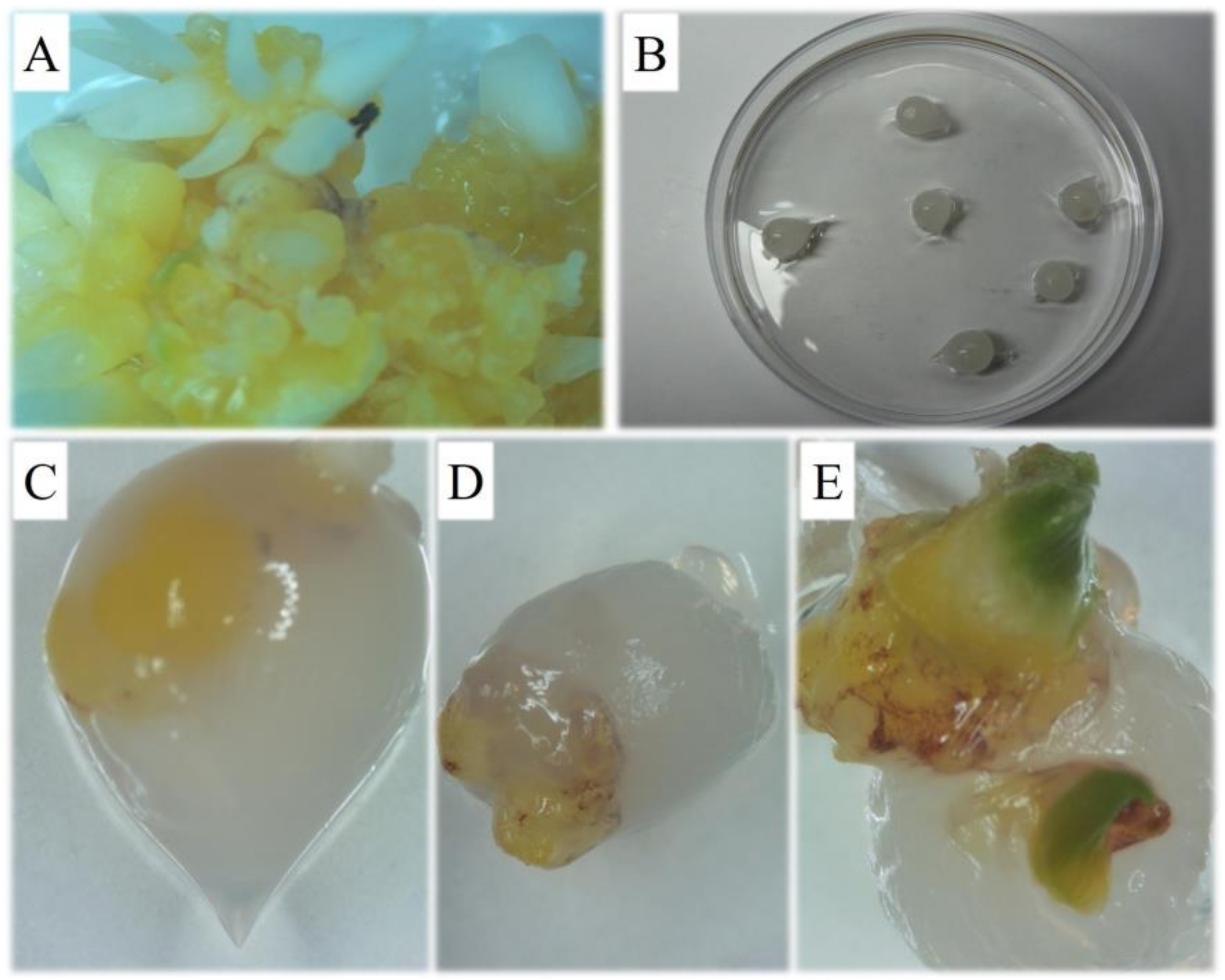Horticulturae 10 00272 g006