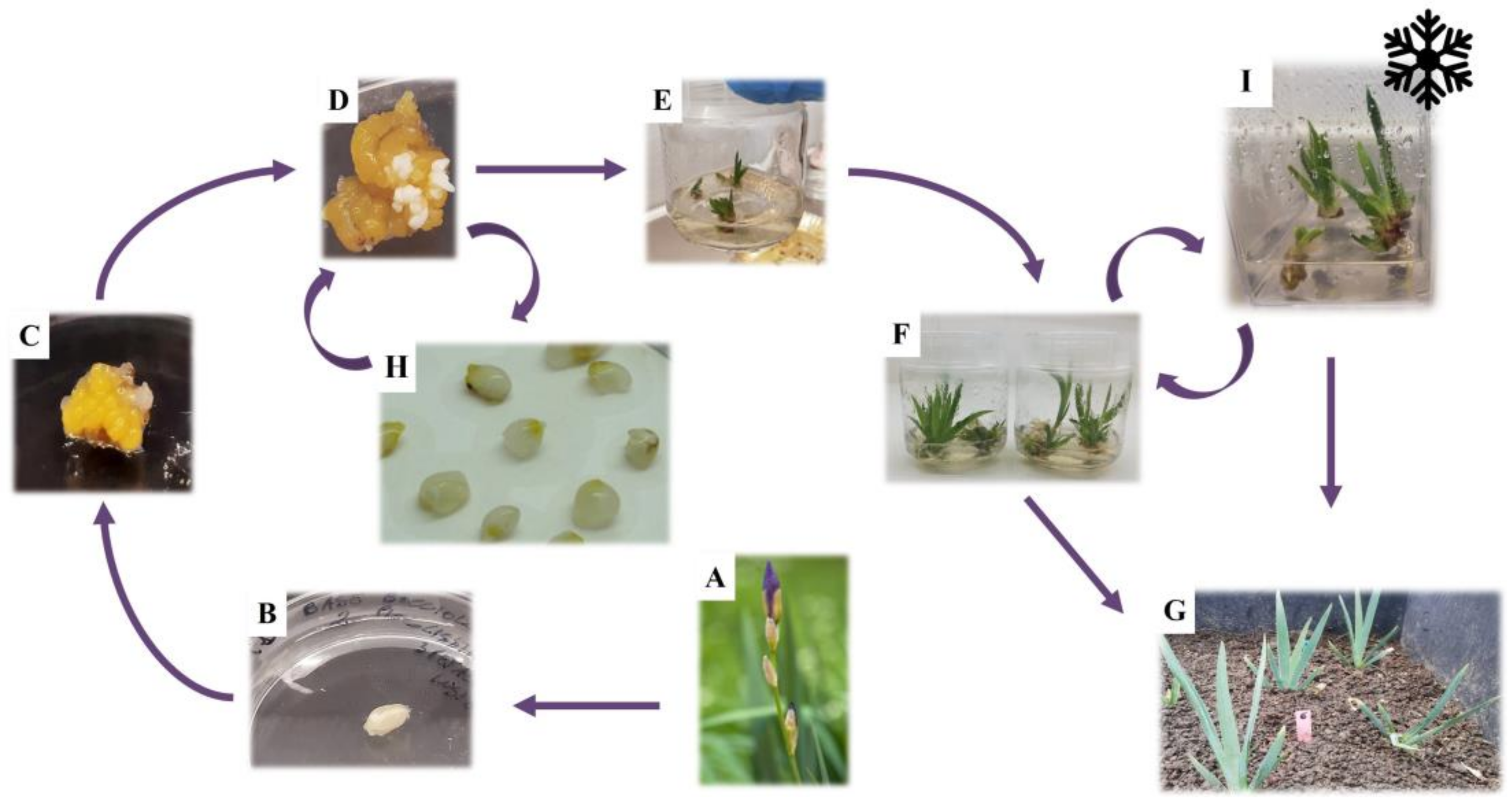 Horticulturae 10 00272 g010