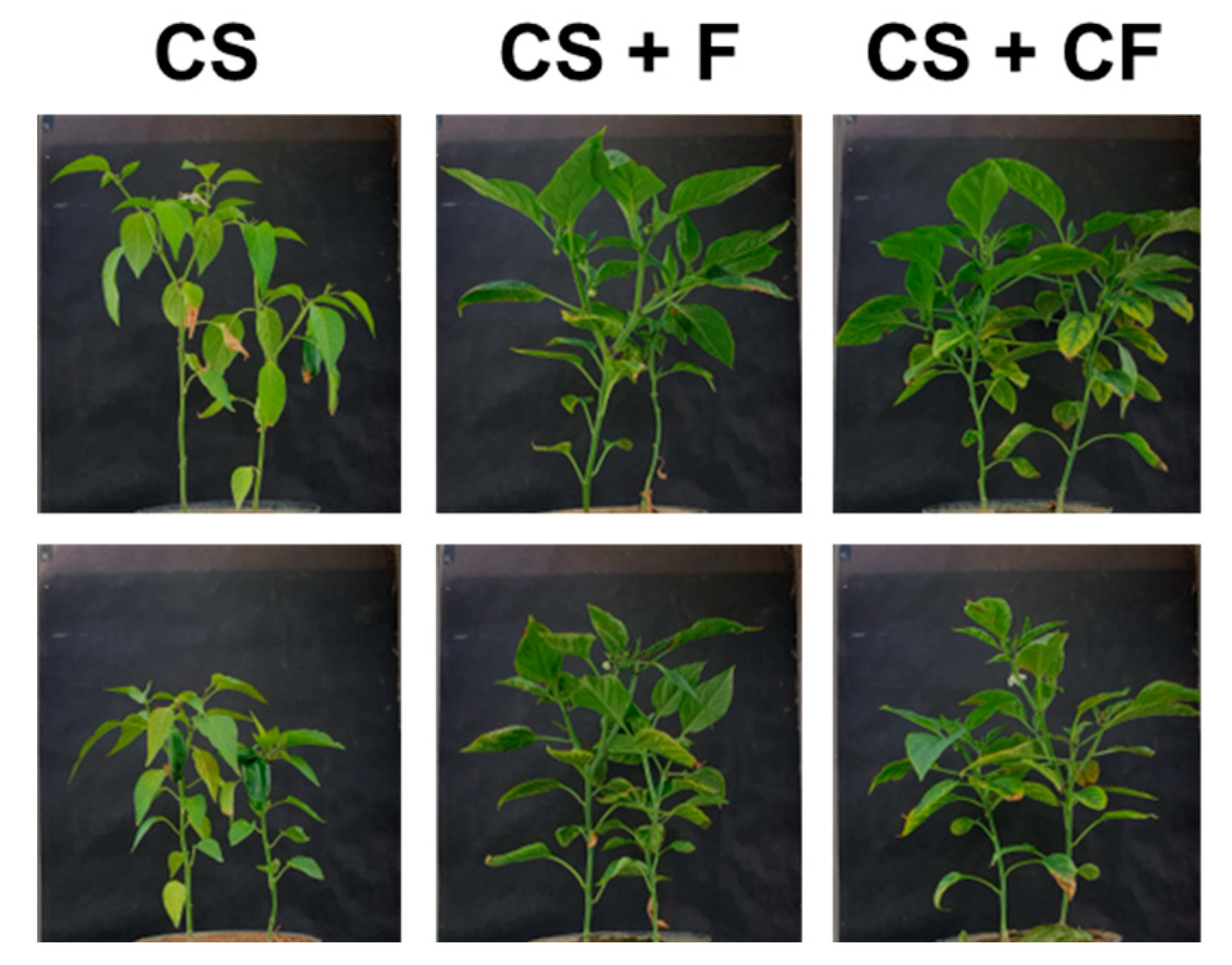 Horticulturae 10 00273 g011