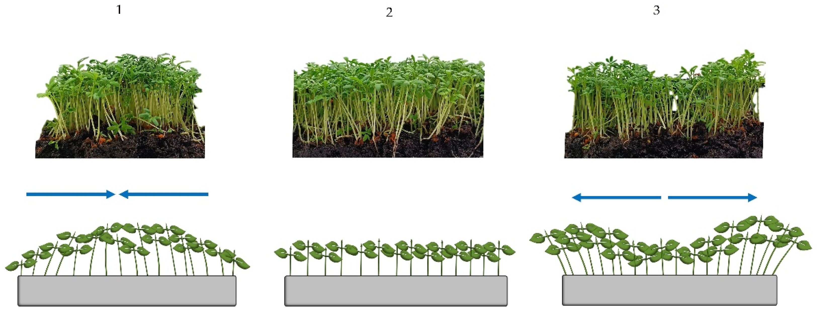 Horticulturae 10 00274 g003