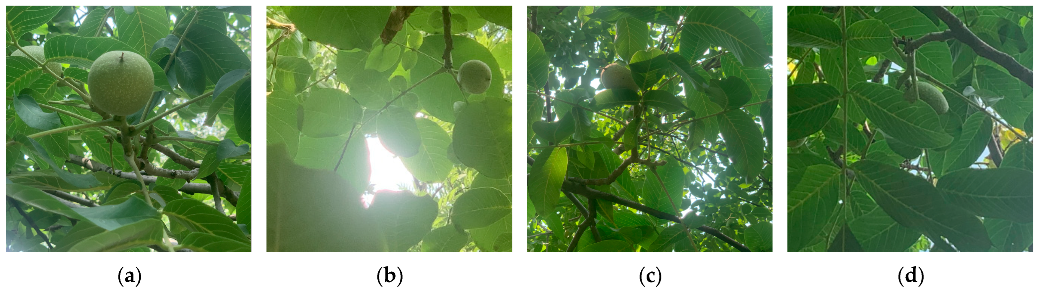 Horticulturae 10 00275 g001