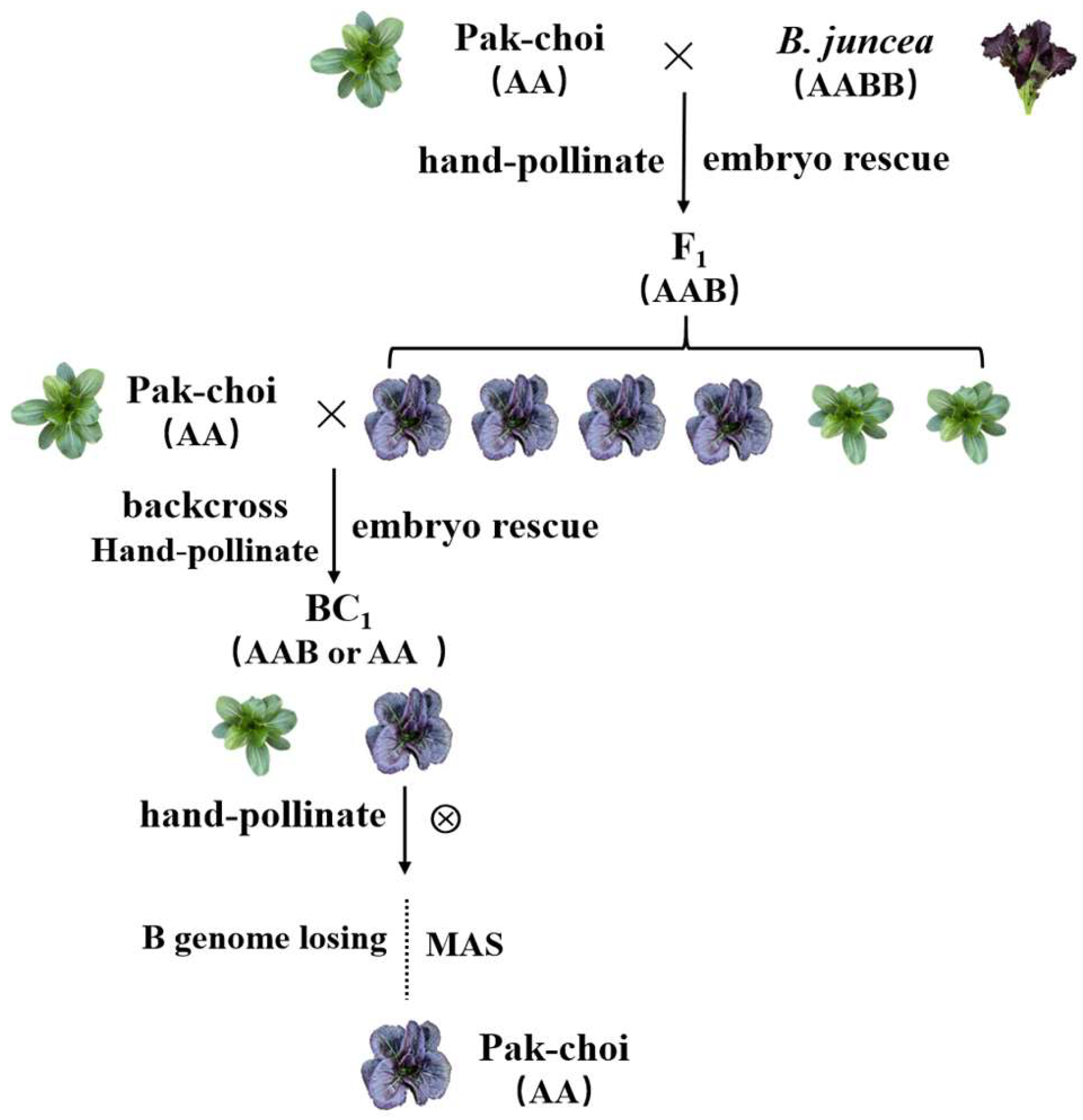 Horticulturae 10 00276 g006
