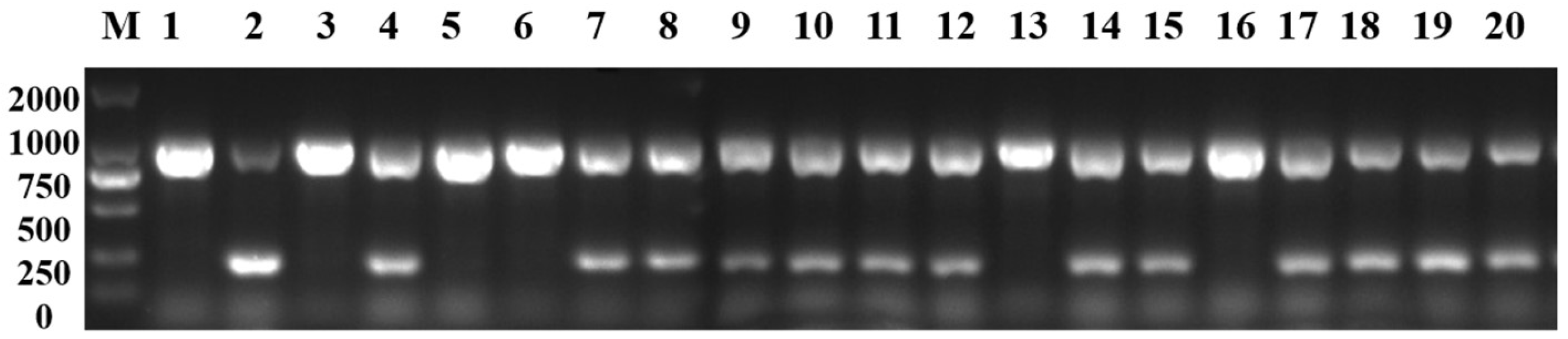 Horticulturae 10 00276 g008