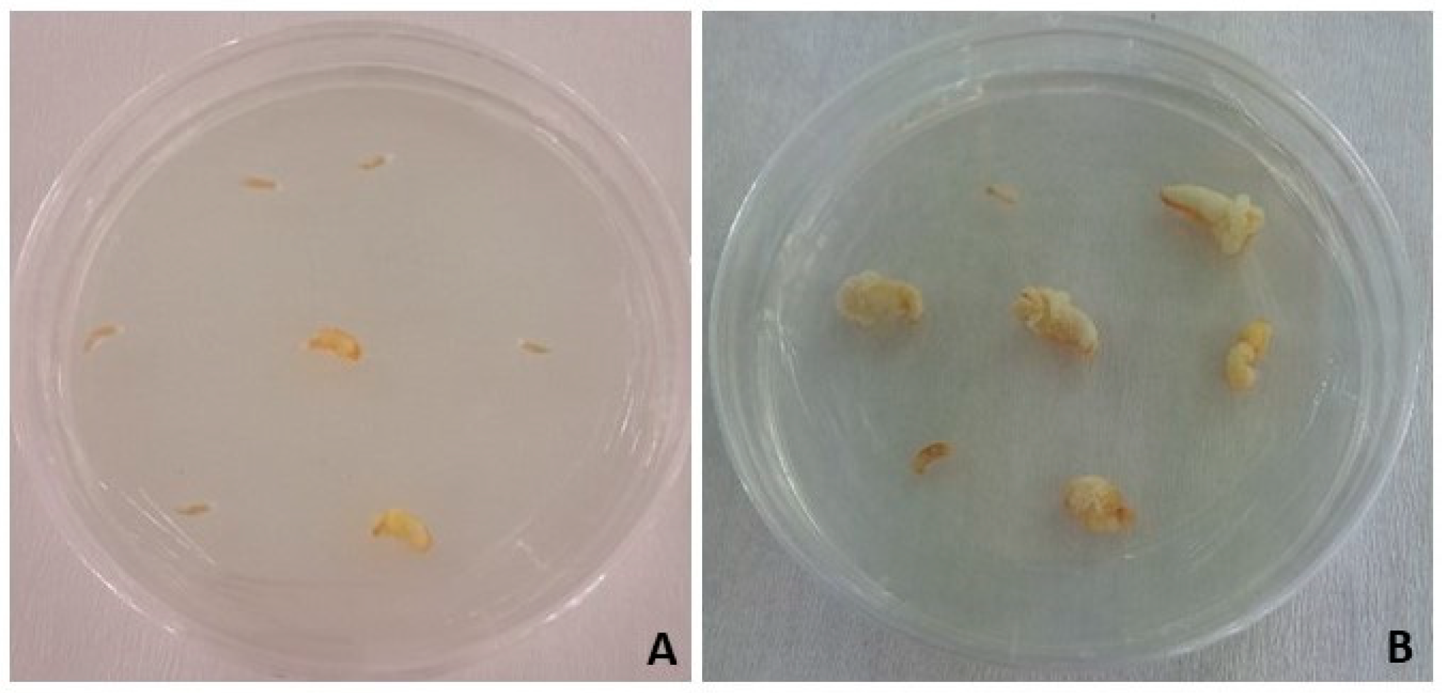 Horticulturae 10 00284 g004 Horticulturae 10 00284 g004