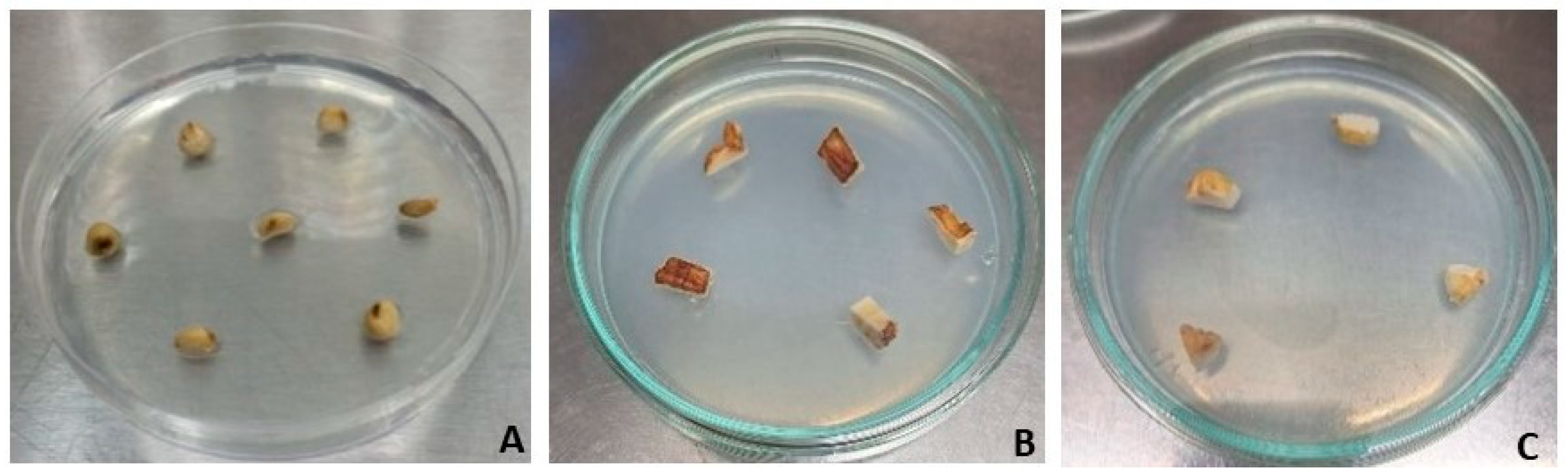 Horticulturae 10 00284 g005 Horticulturae 10 00284 g005