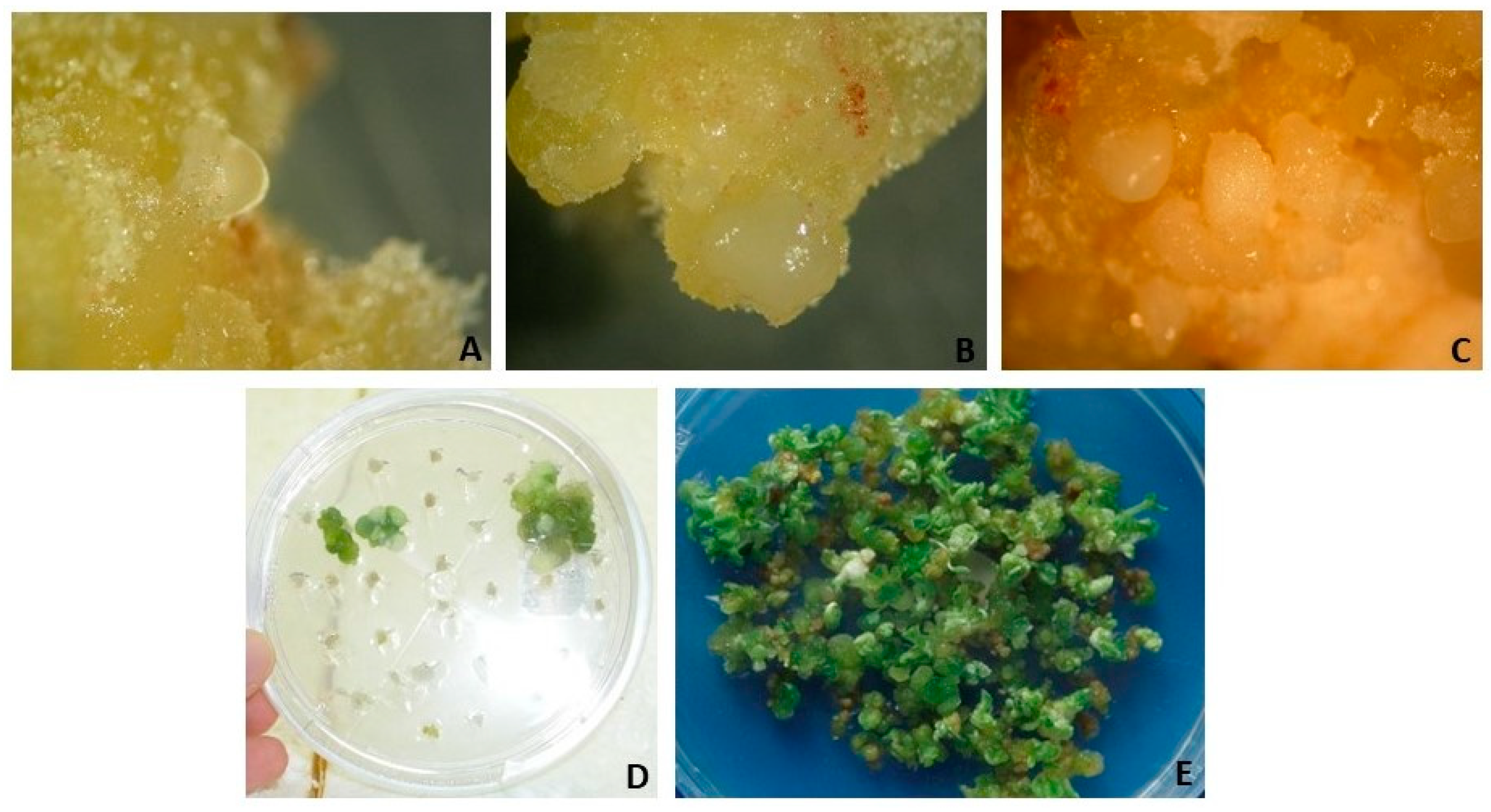 Horticulturae 10 00284 g007 Horticulturae 10 00284 g007