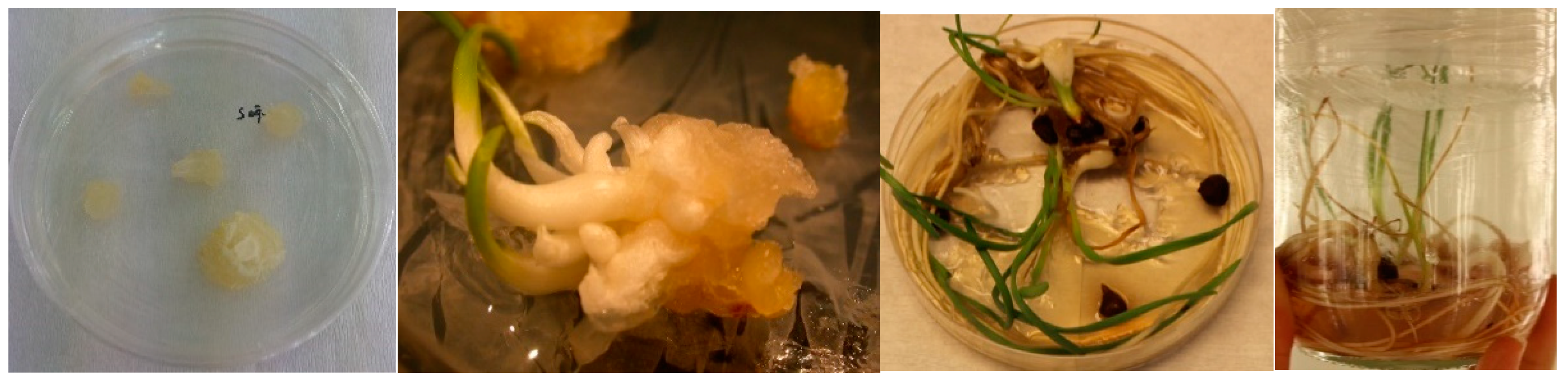 Horticulturae 10 00284 g008 Horticulturae 10 00284 g008