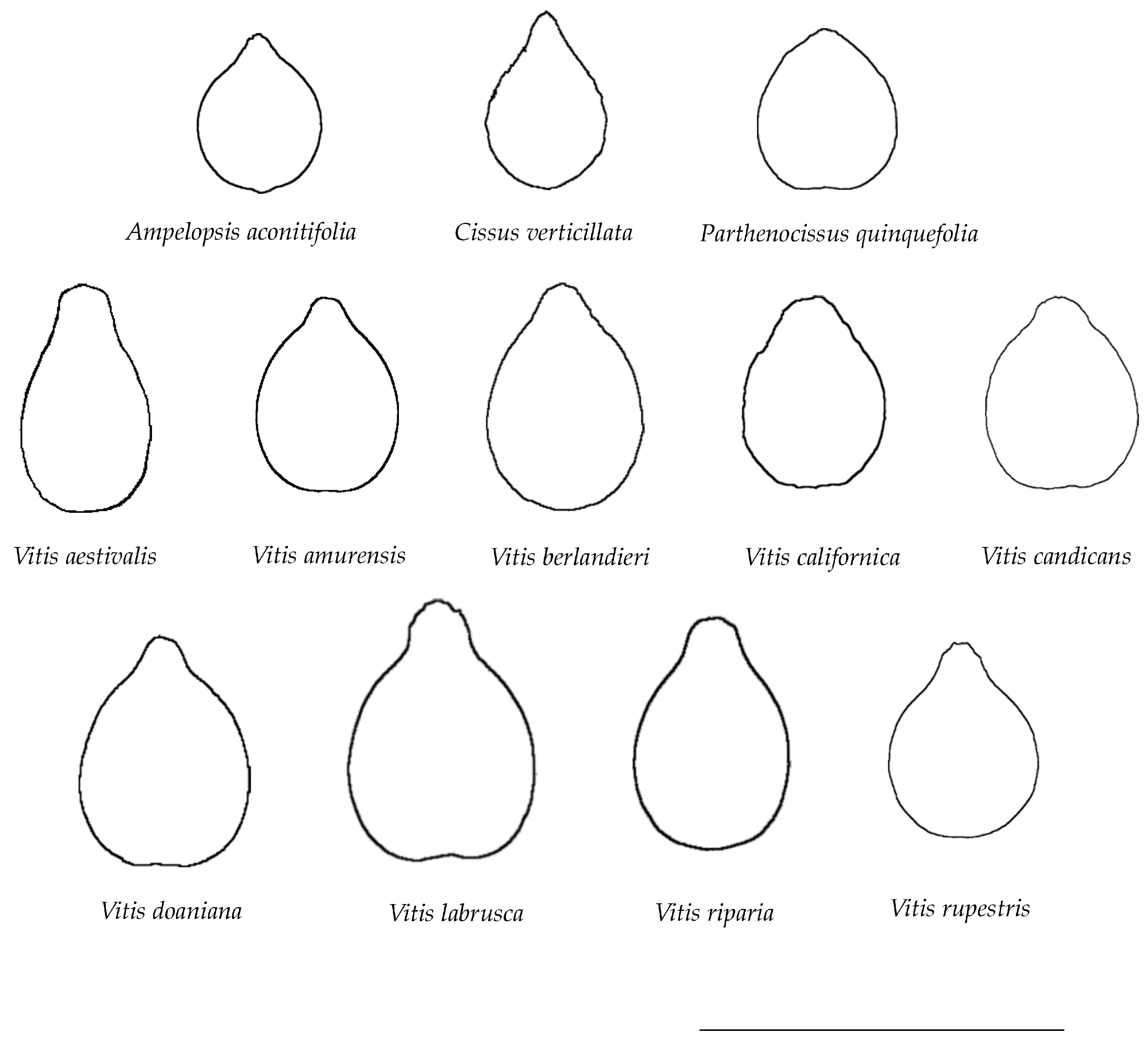 Horticulturae 10 00285 g002