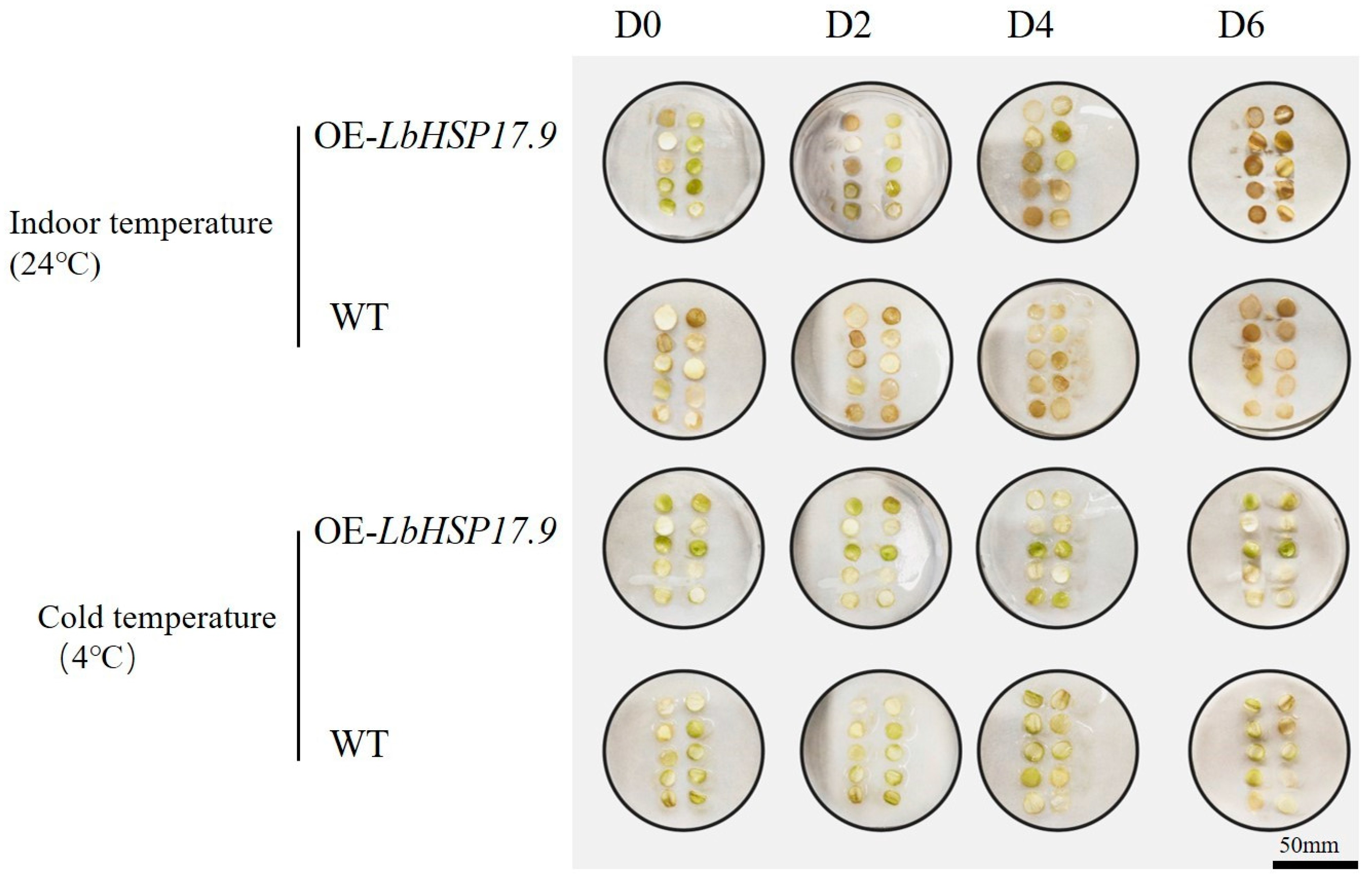 Horticulturae 10 00287 g012