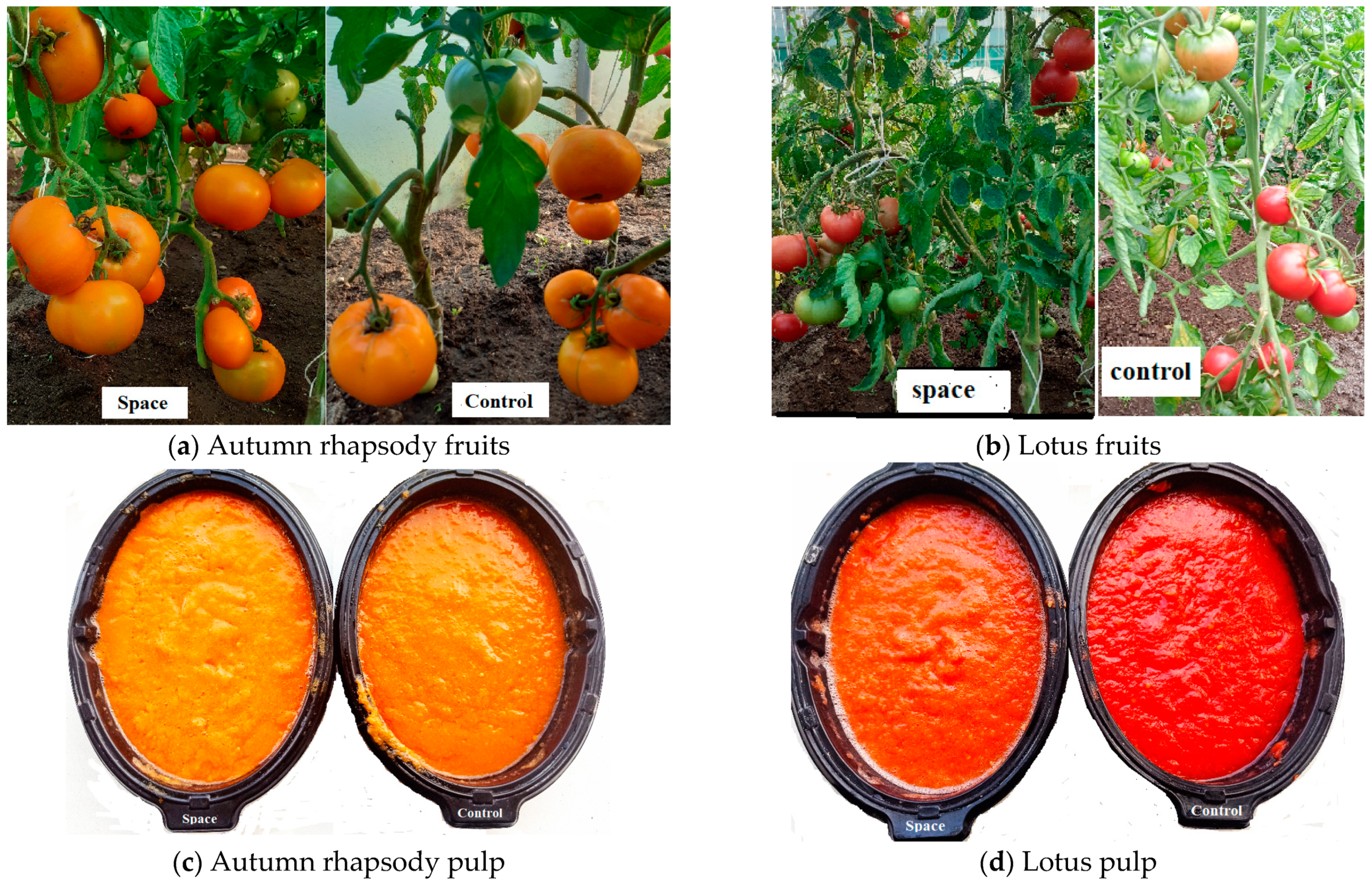 Horticulturae 10 00289 g001 Horticulturae 10 00289 g001