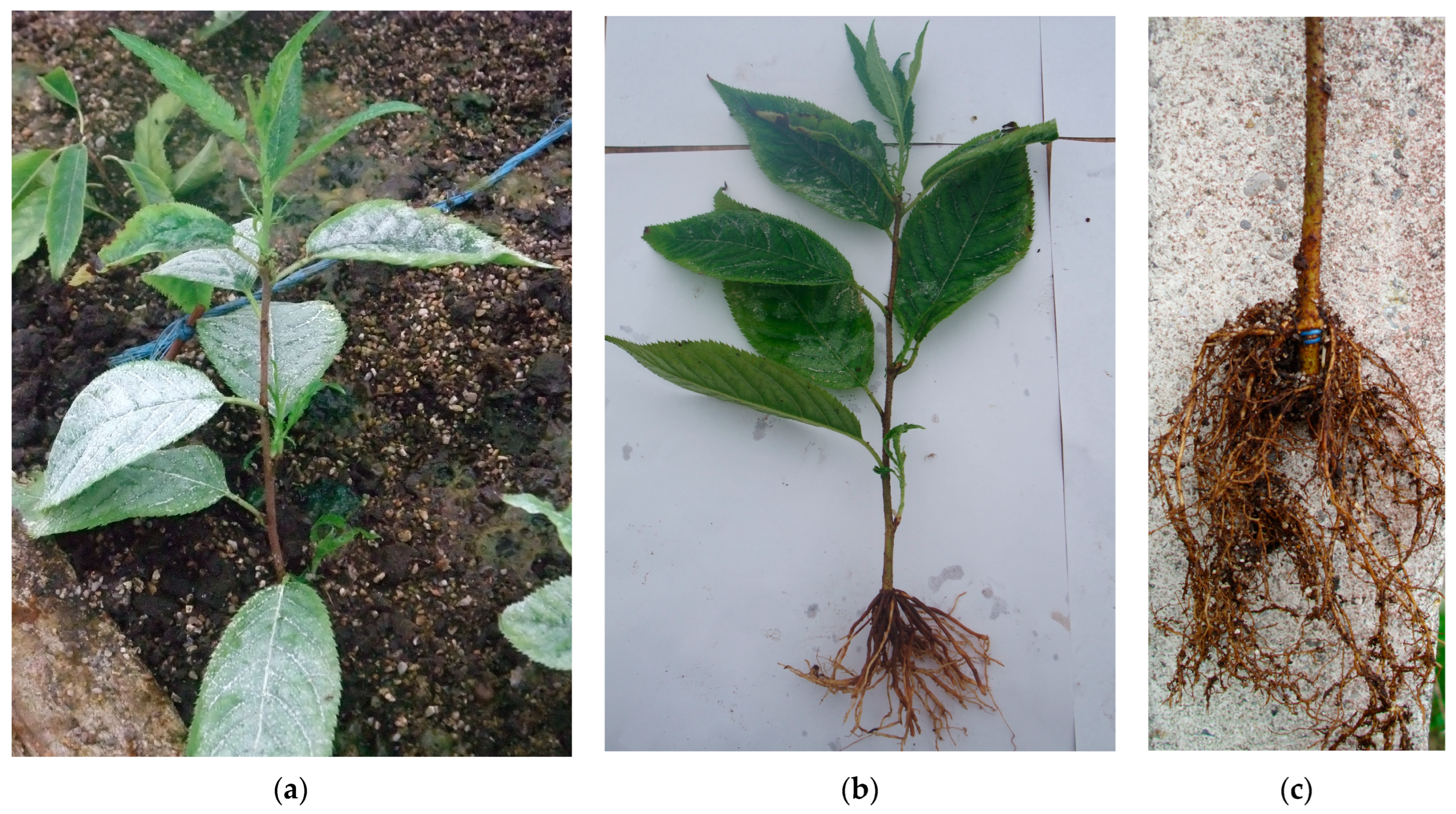 Horticulturae 10 00296 g005 Horticulturae 10 00296 g005
