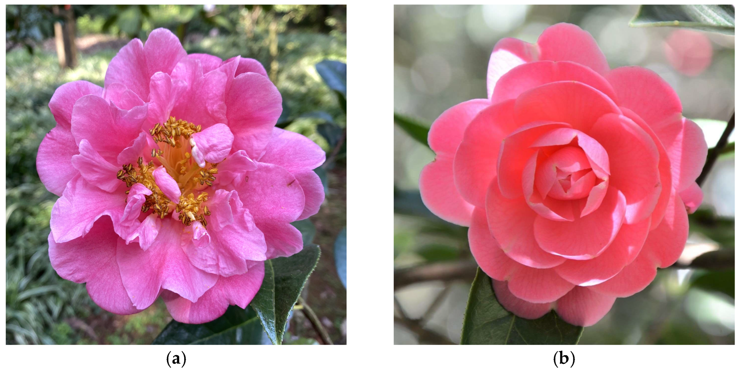 Horticulturae 10 00303 g002