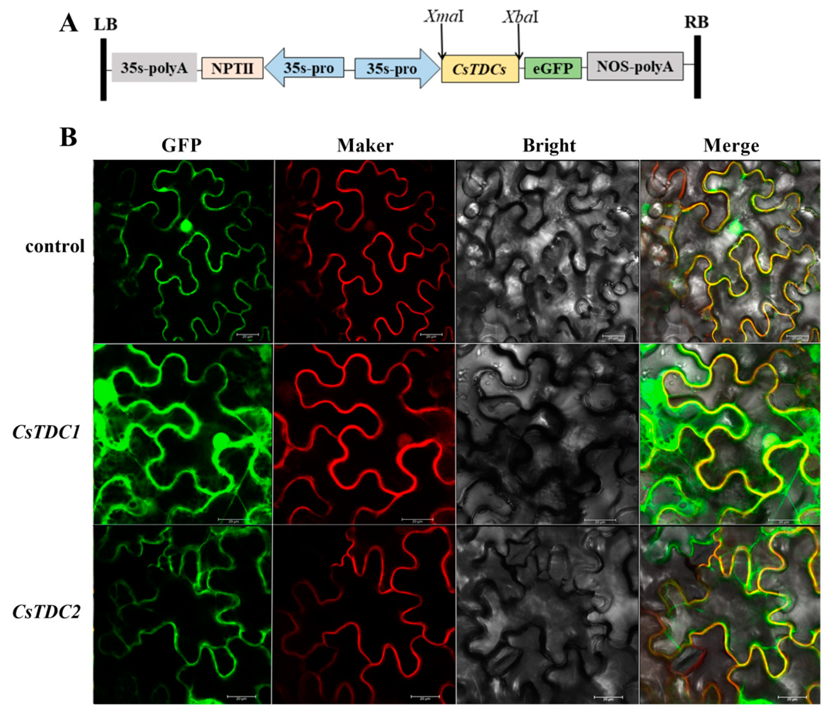 Horticulturae 10 00307 g004