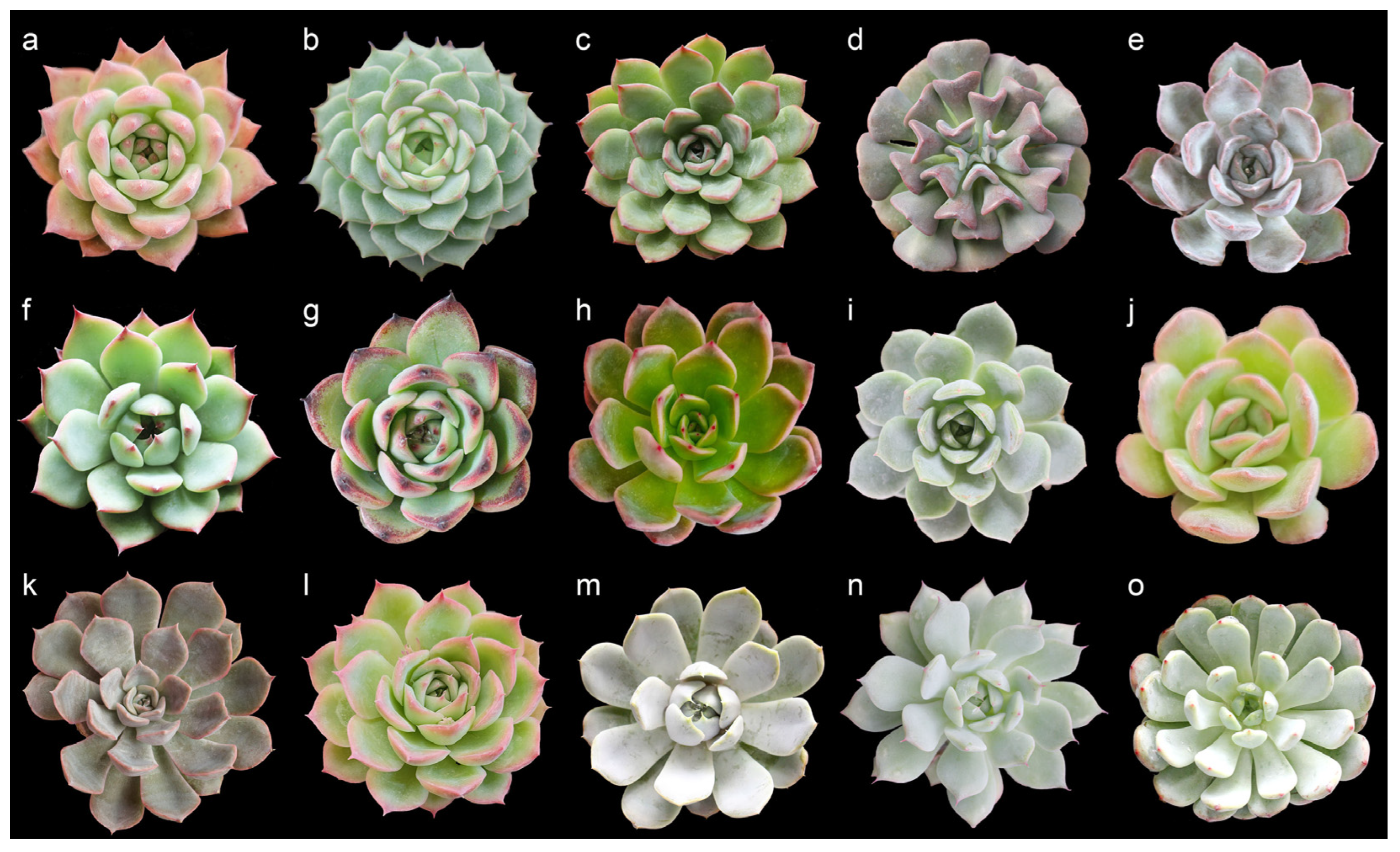 Horticulturae 10 00308 g001