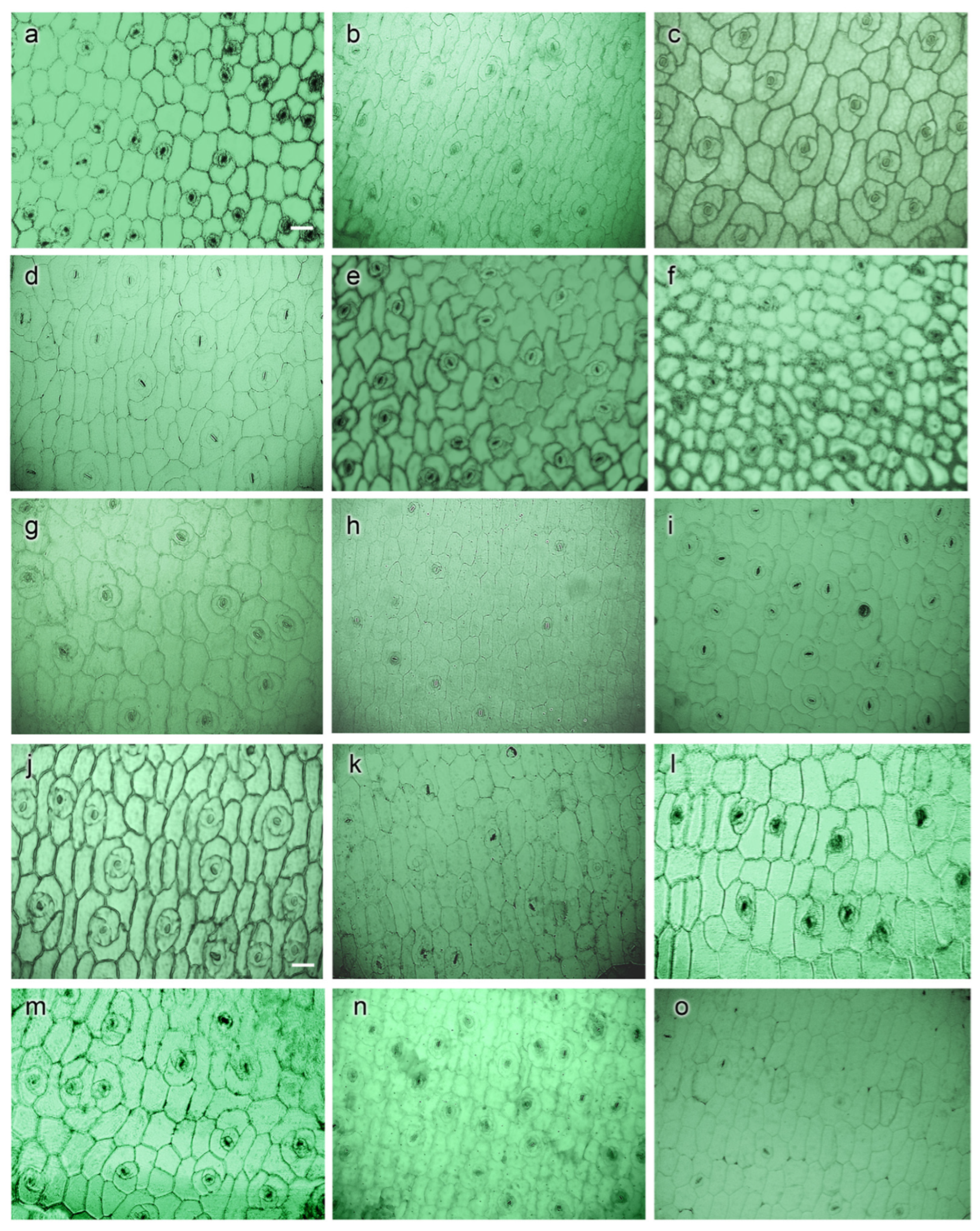 Horticulturae 10 00308 g003