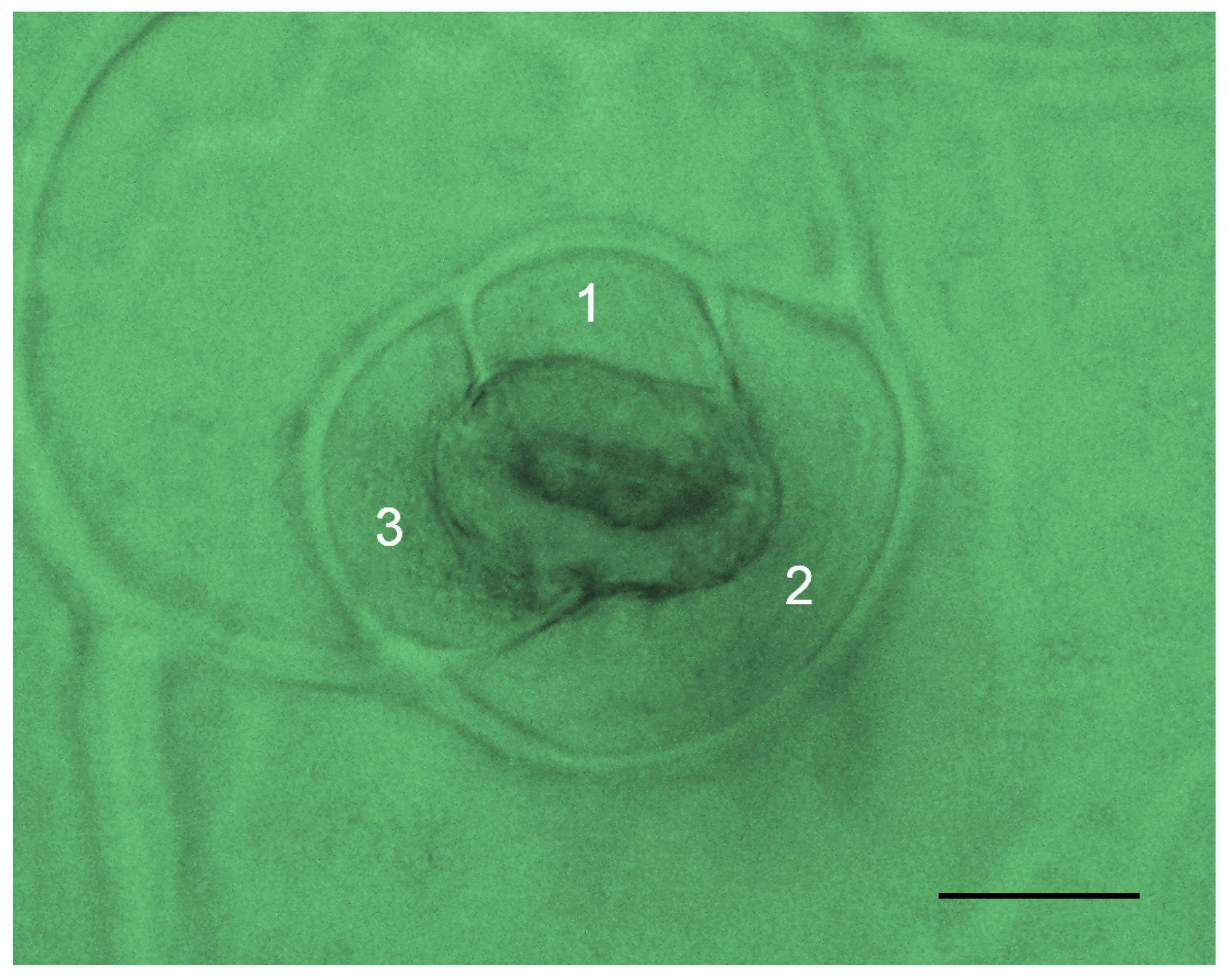 Horticulturae 10 00308 g004