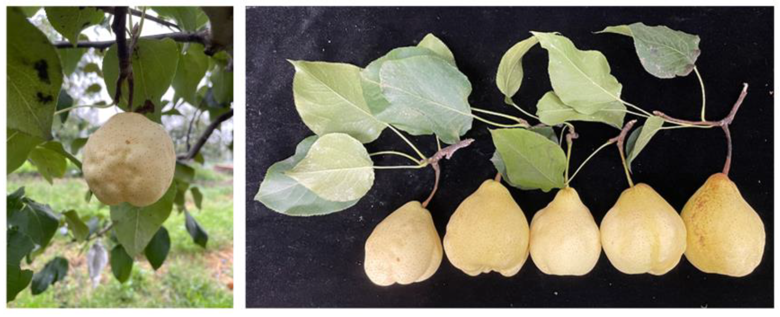 Horticulturae 10 00311 g001