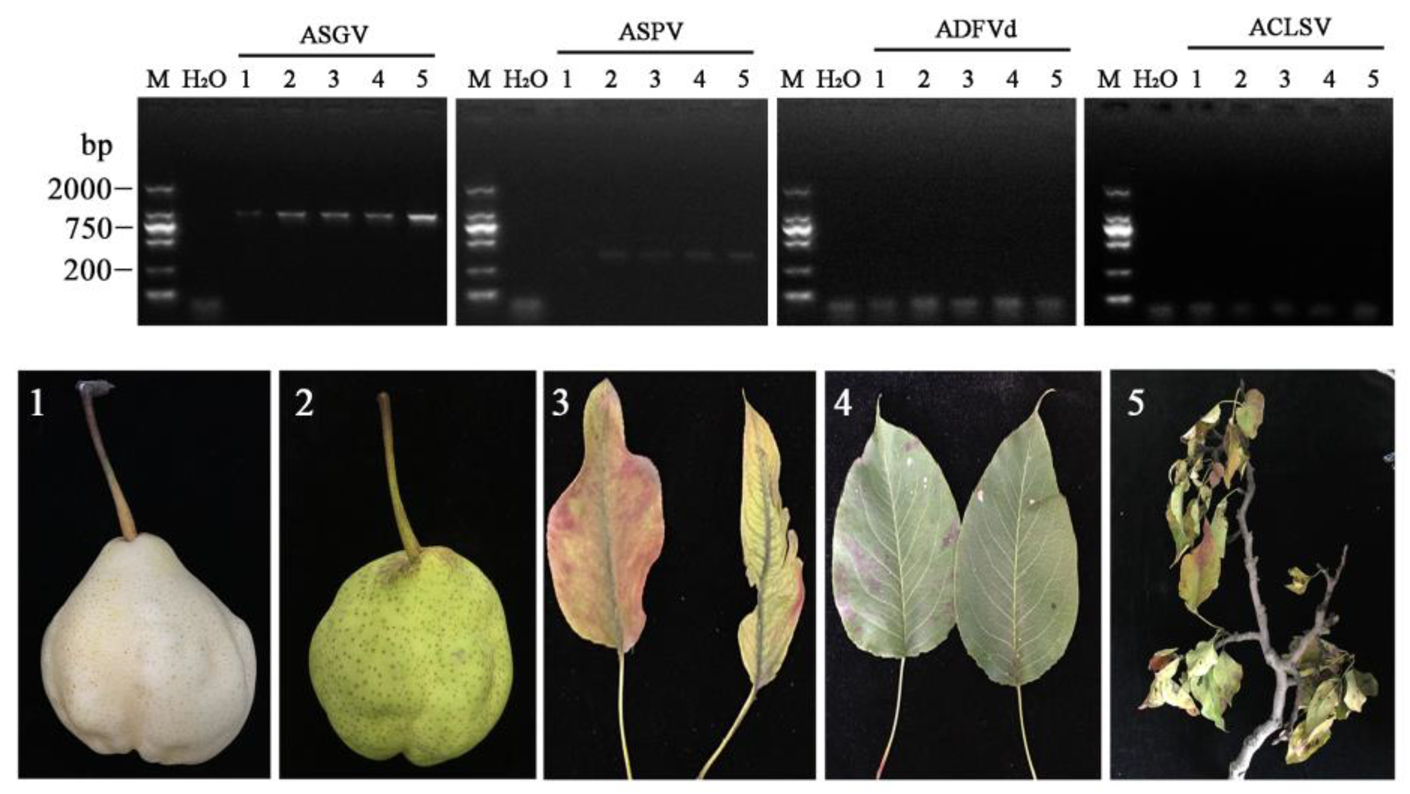 Horticulturae 10 00311 g003