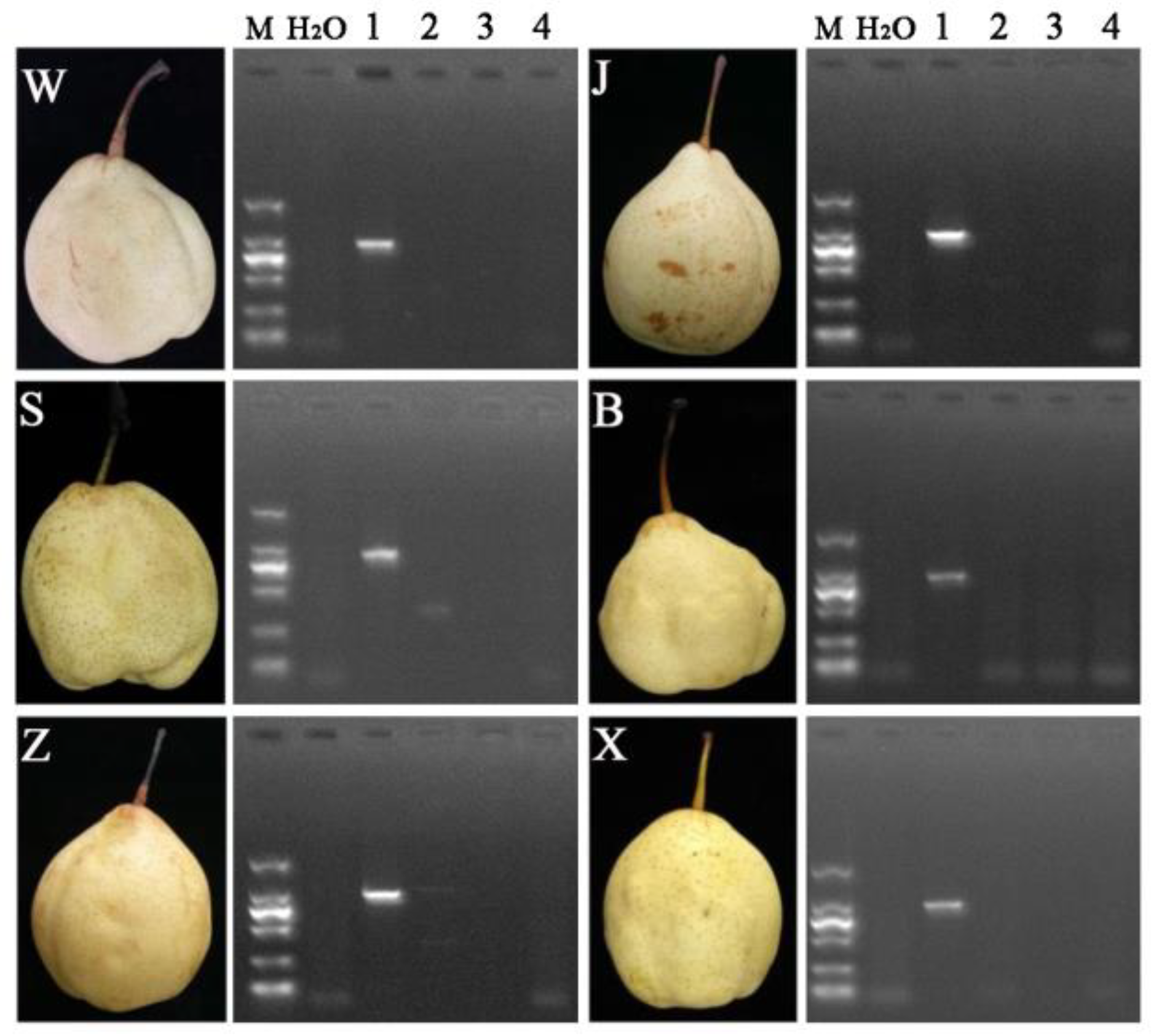 Horticulturae 10 00311 g004
