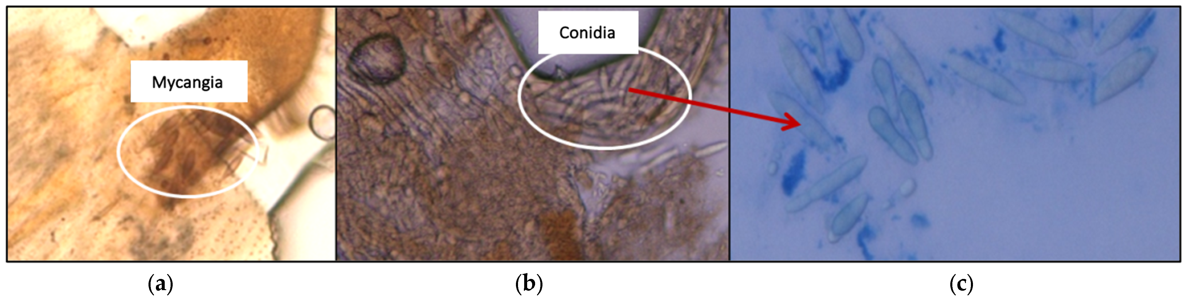 Horticulturae 10 00321 g005