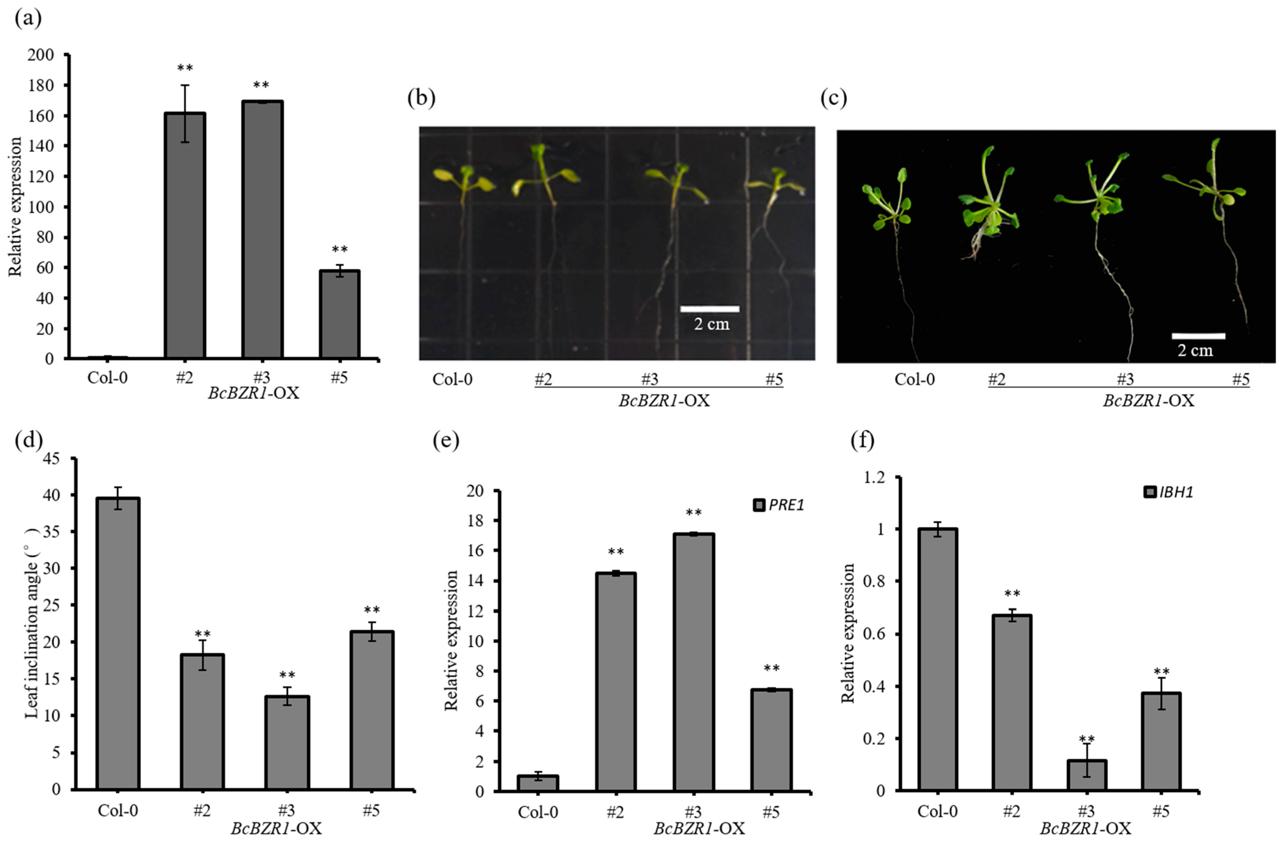 Horticulturae 10 00324 g004