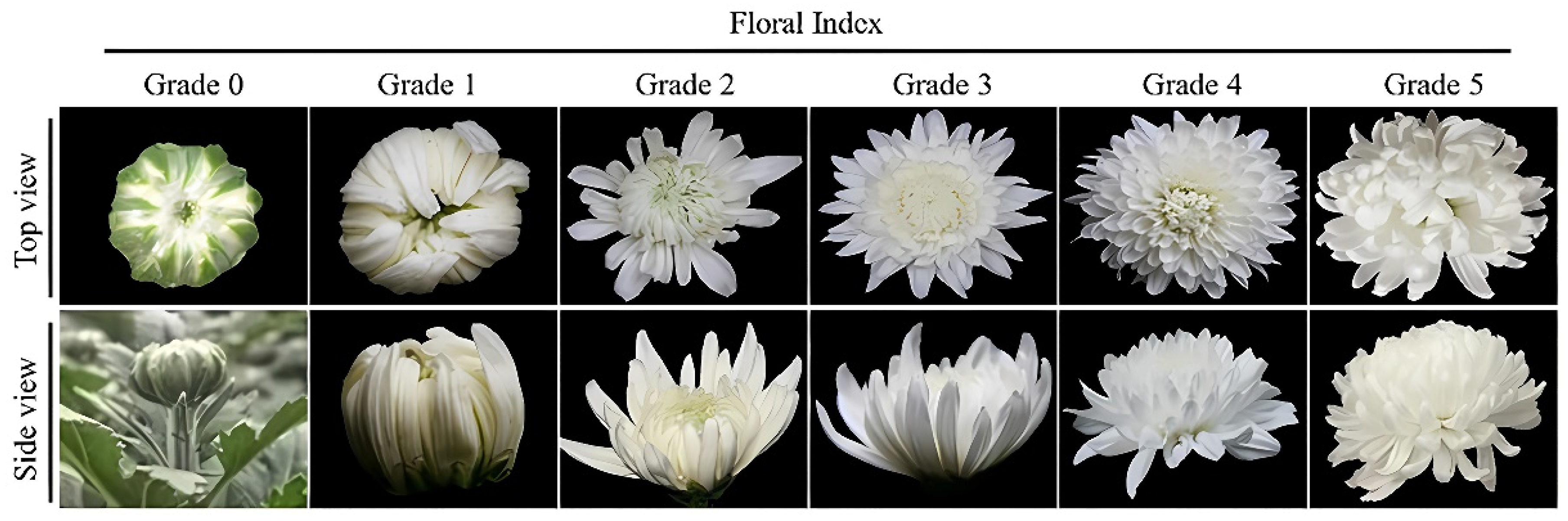 Horticulturae 10 00330 g001