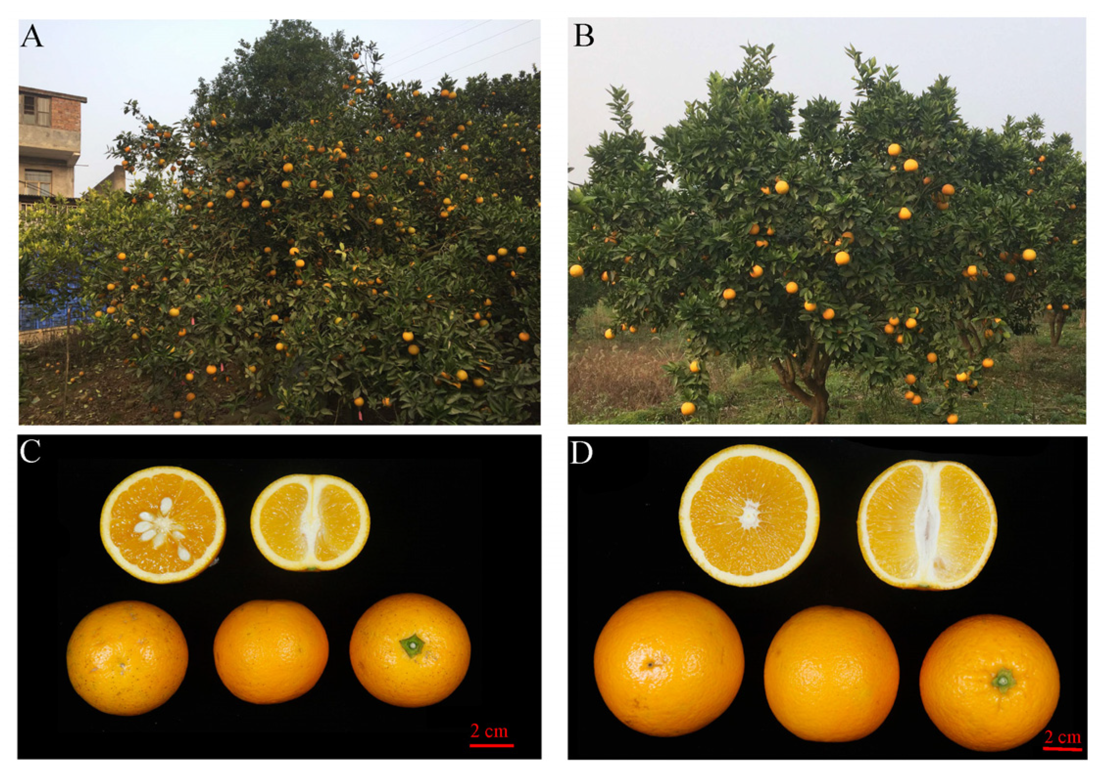 Horticulturae 10 00350 g001 Horticulturae 10 00350 g001