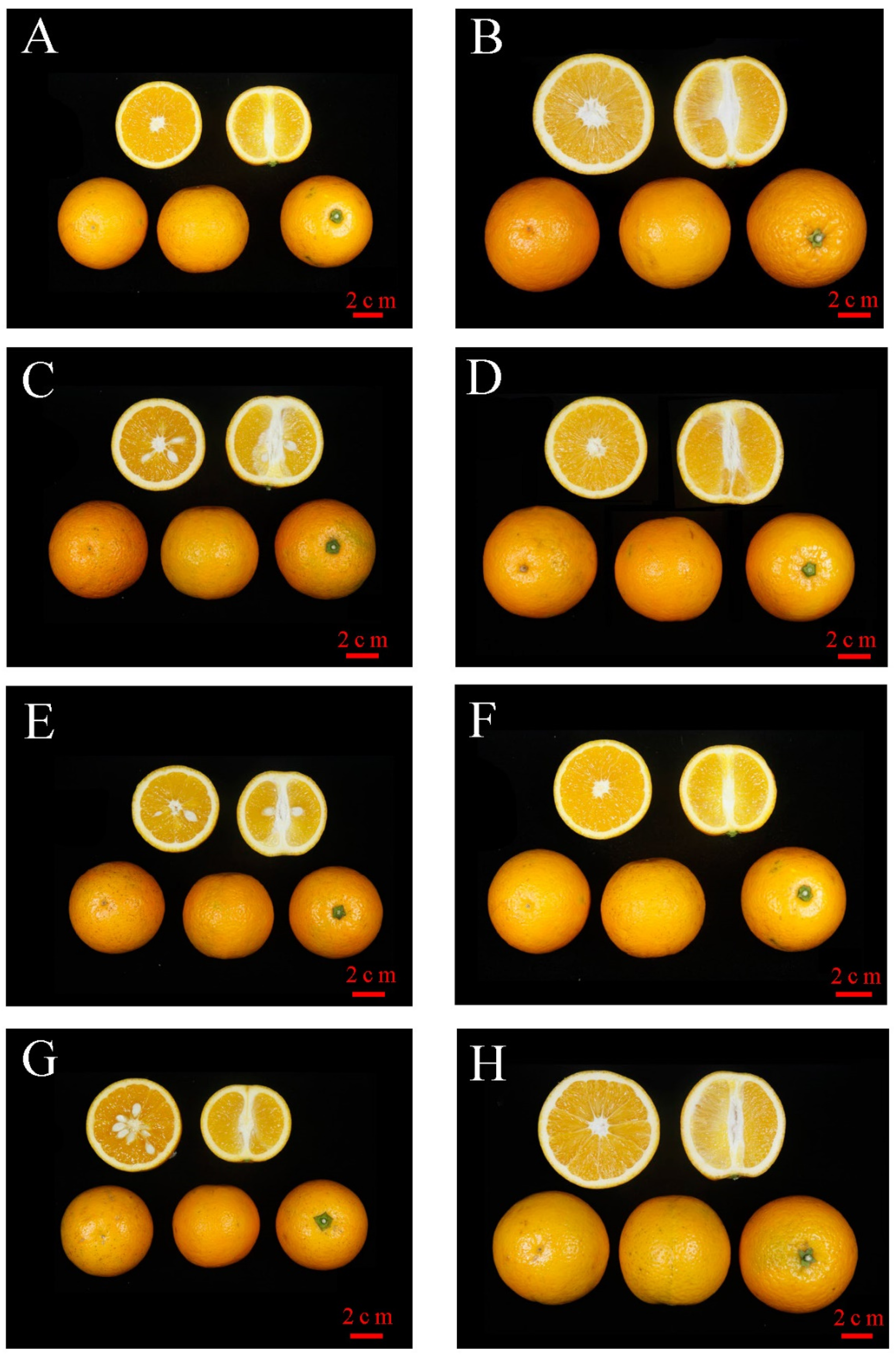 Horticulturae 10 00350 g006 Horticulturae 10 00350 g006