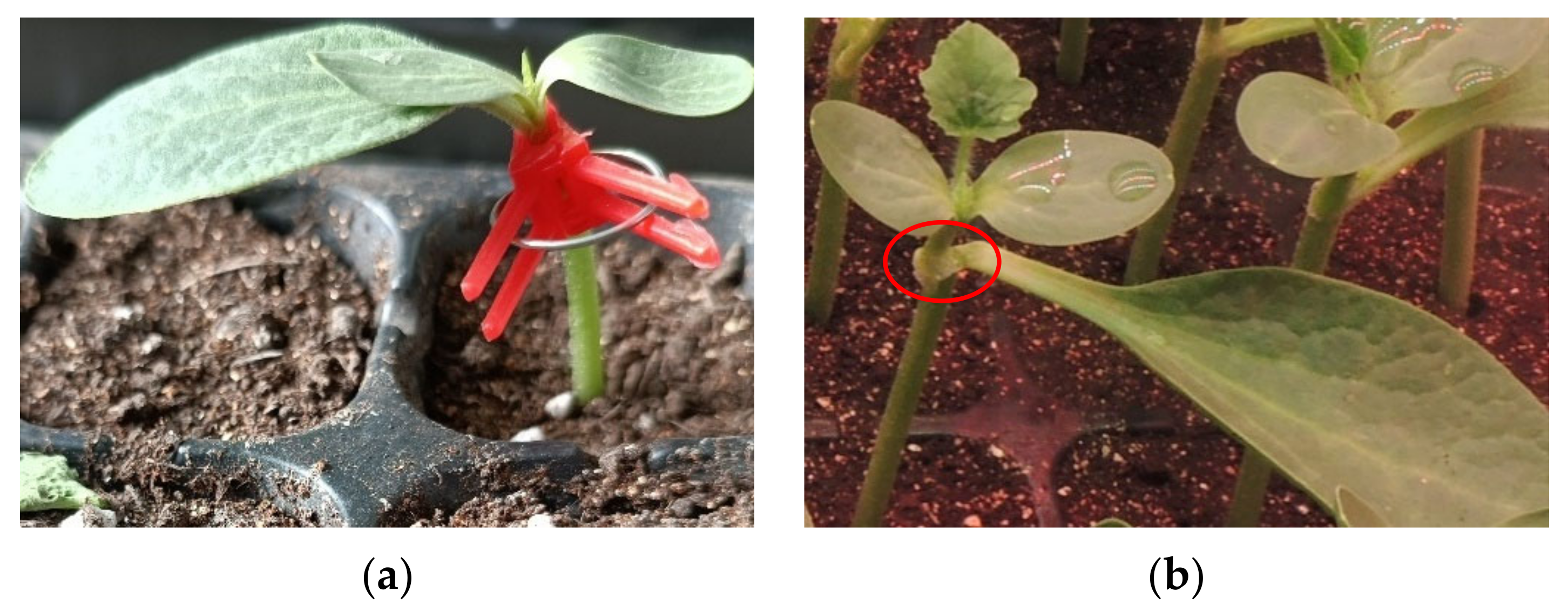 Horticulturae 10 00365 g001