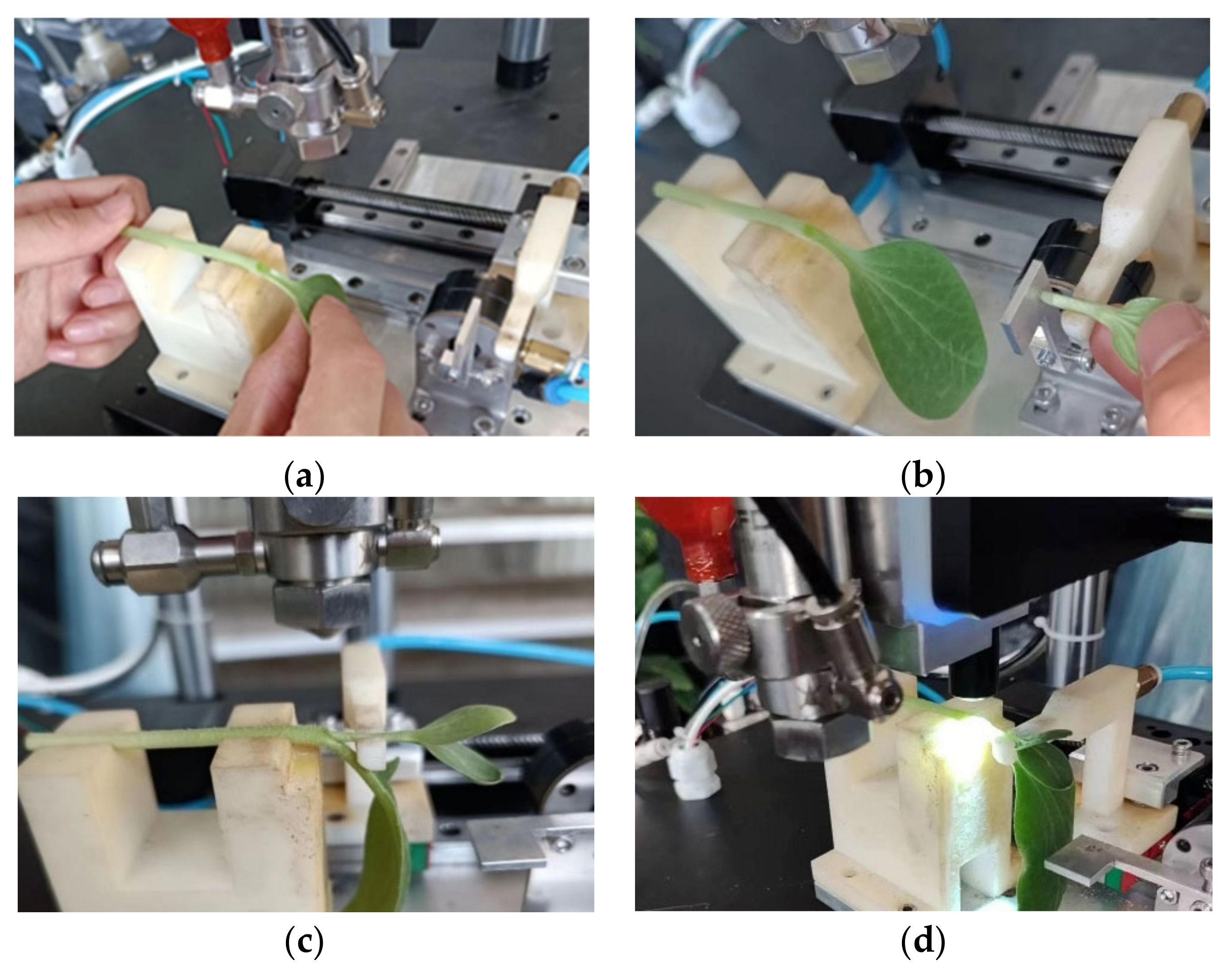 Horticulturae 10 00365 g015