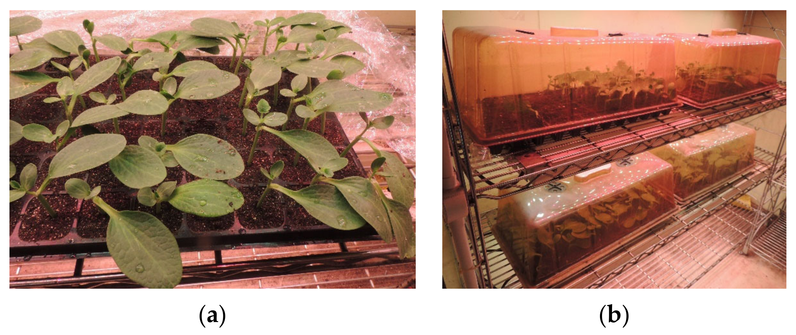 Horticulturae 10 00365 g0a9