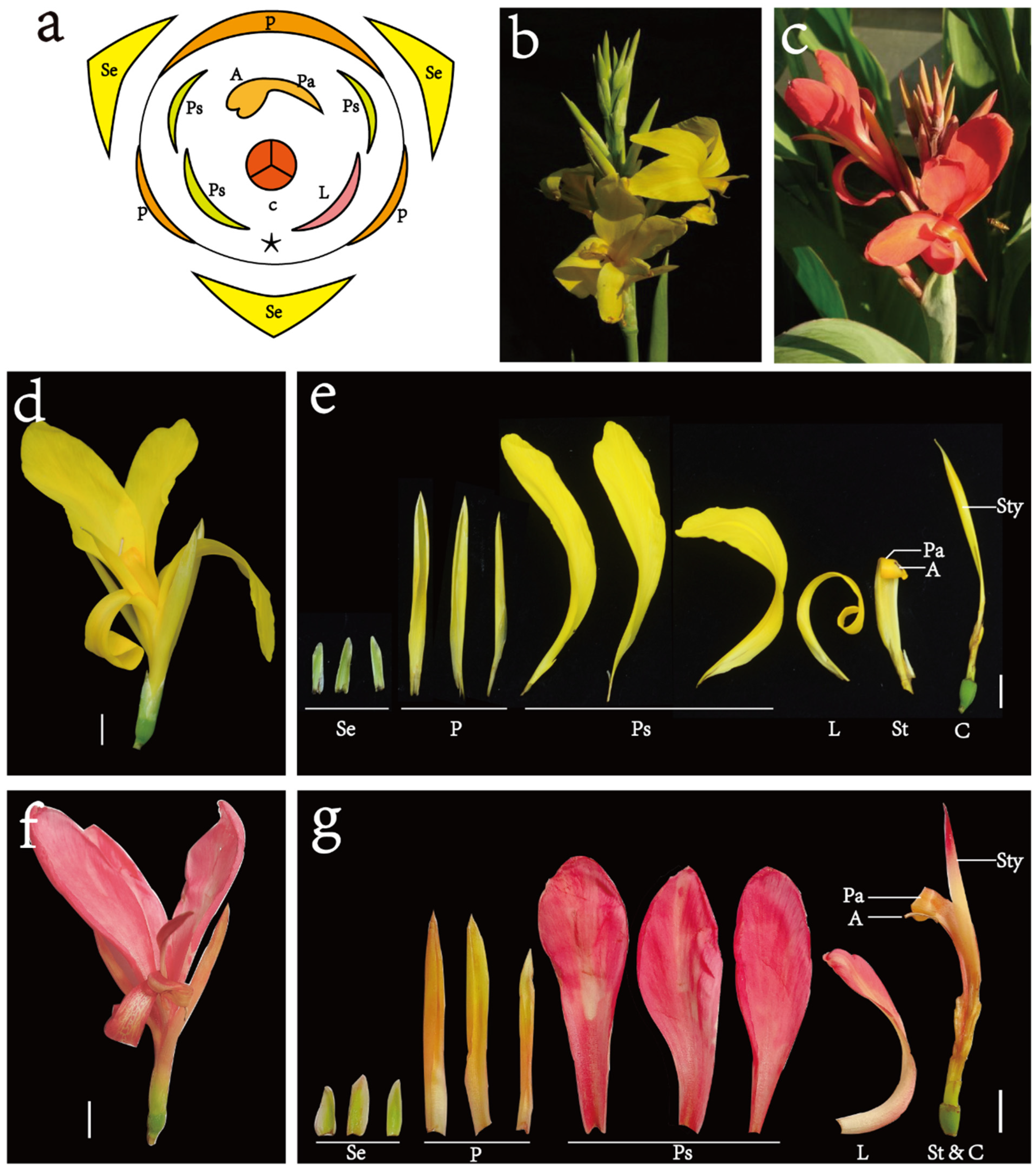 Horticulturae 10 00372 g001