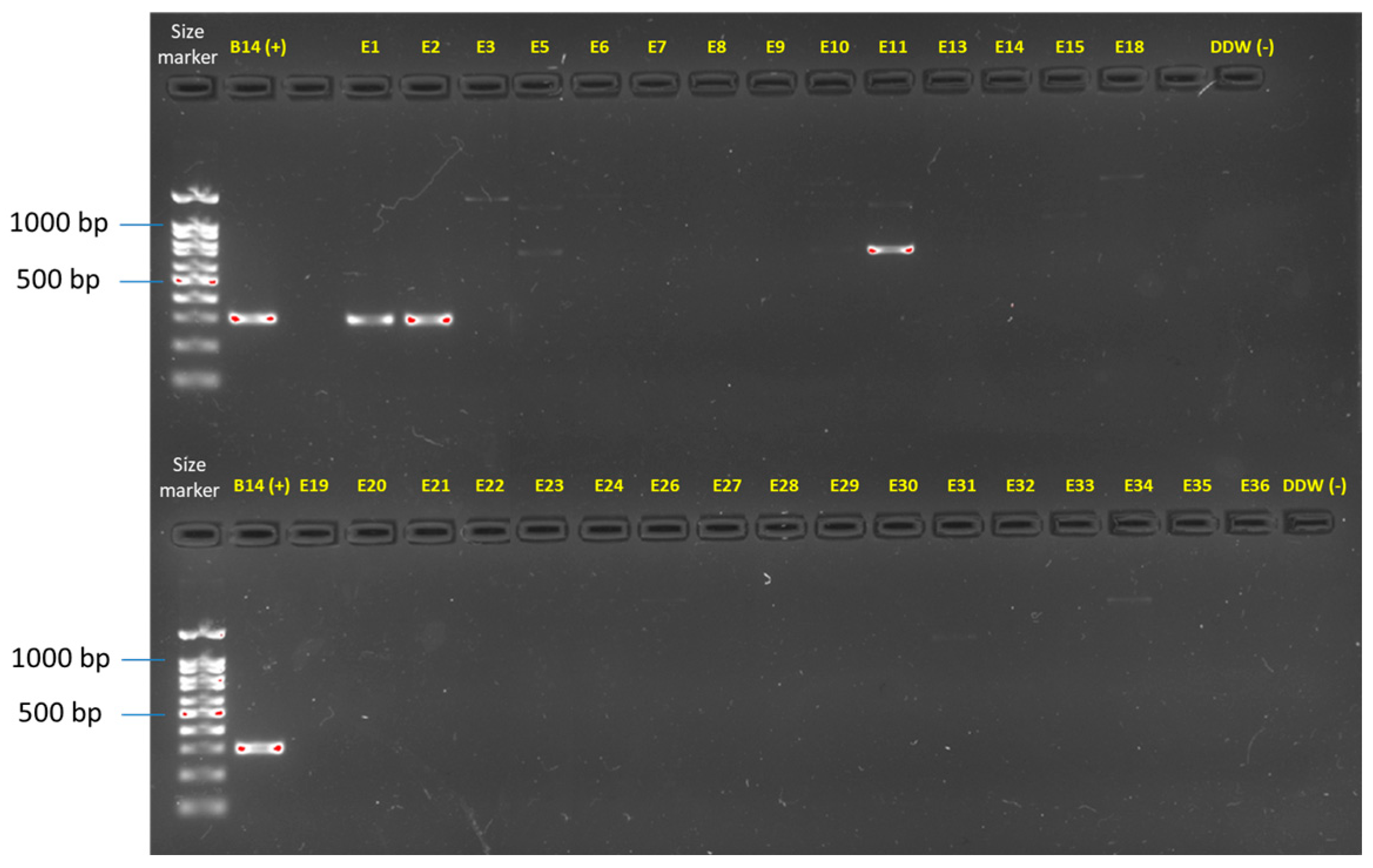 Horticulturae 10 00373 g004