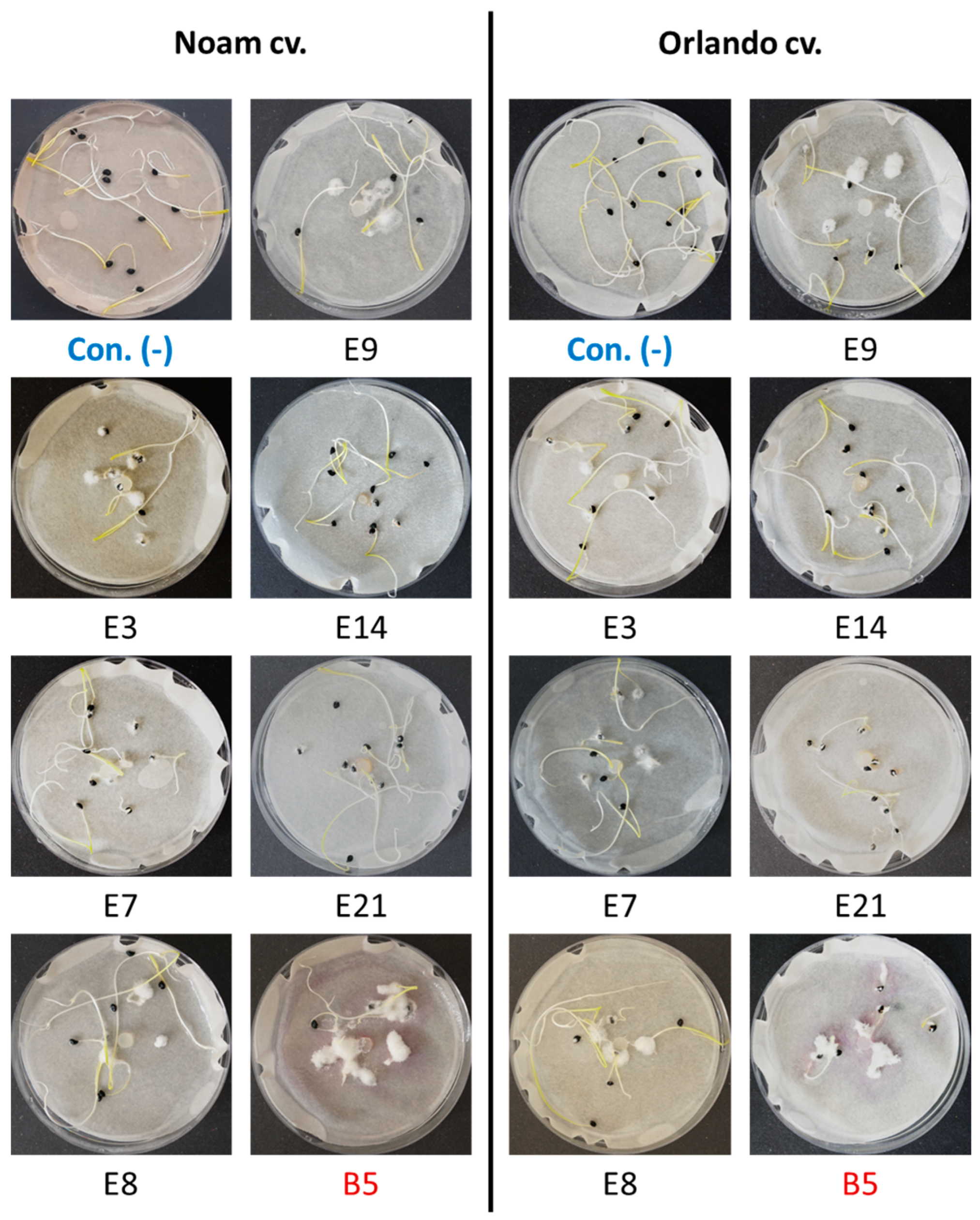 Horticulturae 10 00373 g009