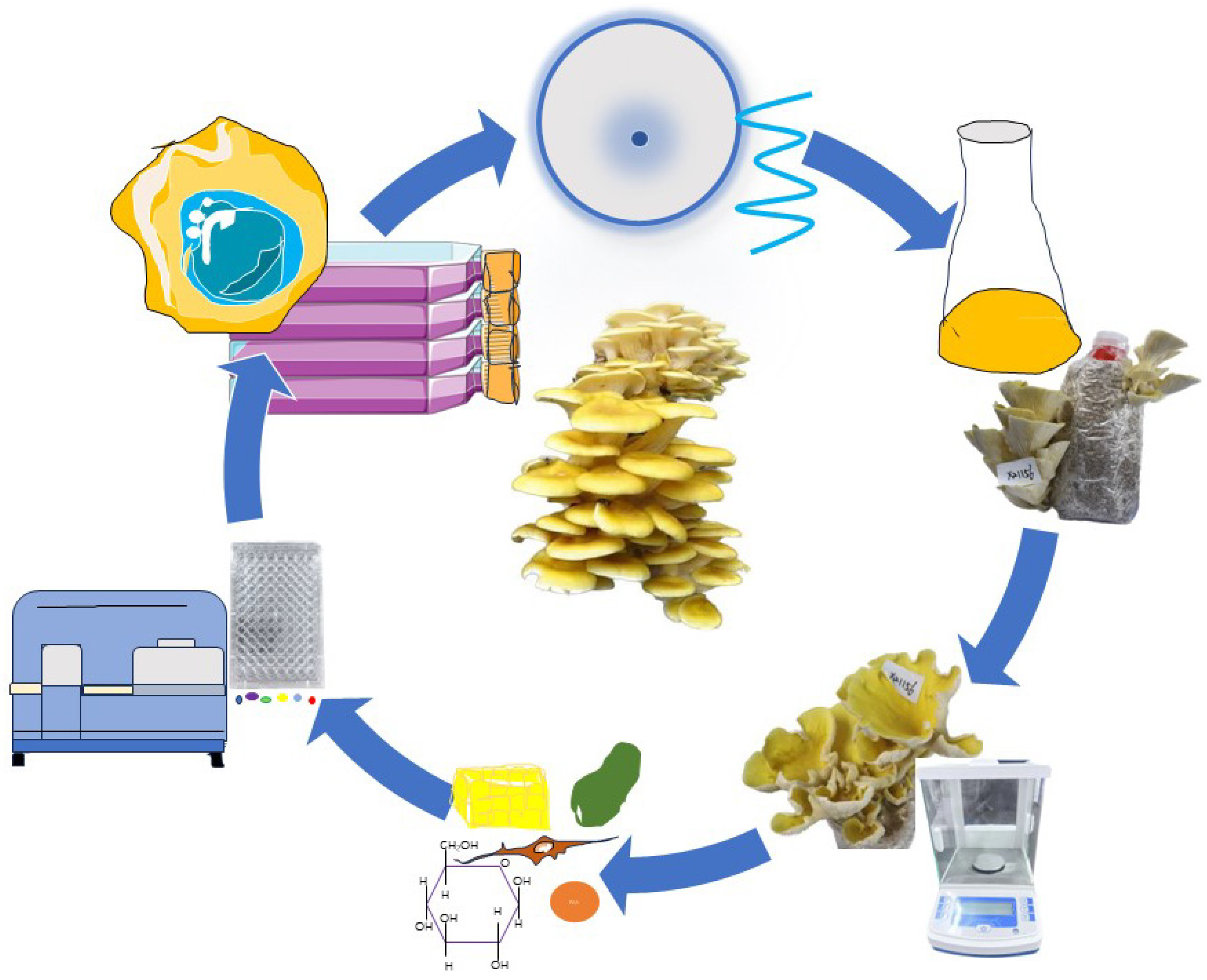 Horticulturae 10 00377 g006